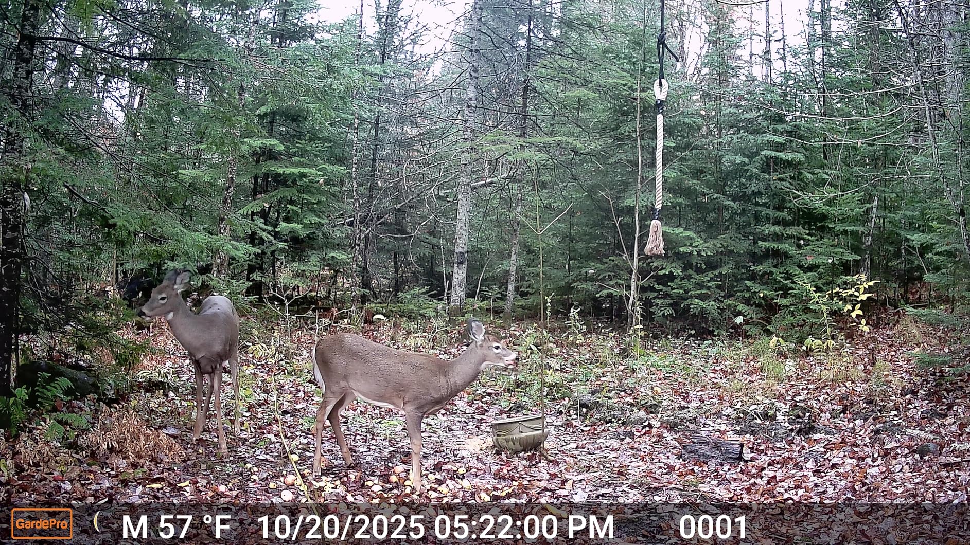 GardePro E5S Trail Camera, 64MP 1296p, HD Game Cameras with 100ft Night Vision, Ultra Fast 0.1s Motion Activated, Waterproof, Camo - Customer Photo 2