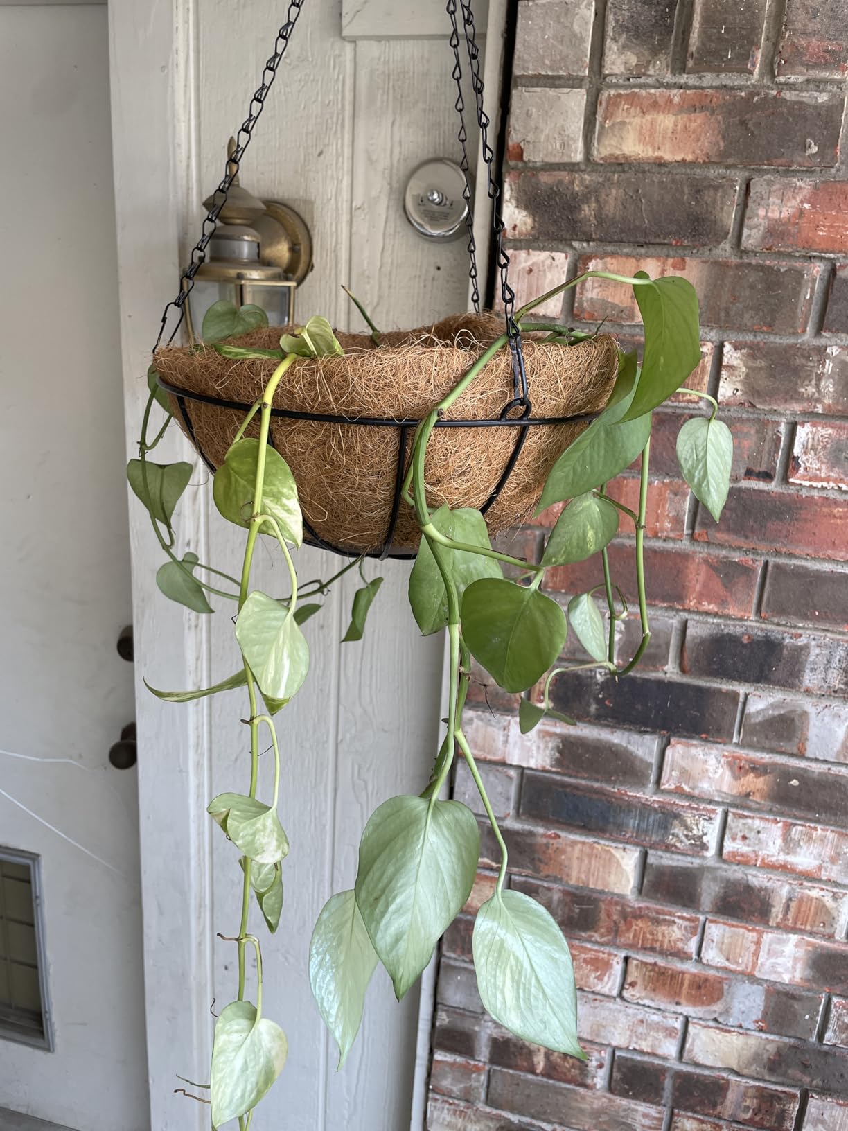 ZeeDix 2 Pack 14 Inch Metal Hanging Baskets for Plants Outdoor, Wire Round Planters with Coco Coir Liner, Hanging Flower Baskets for Home Garden Porch Balcony Railings Decor - Customer Photo 1