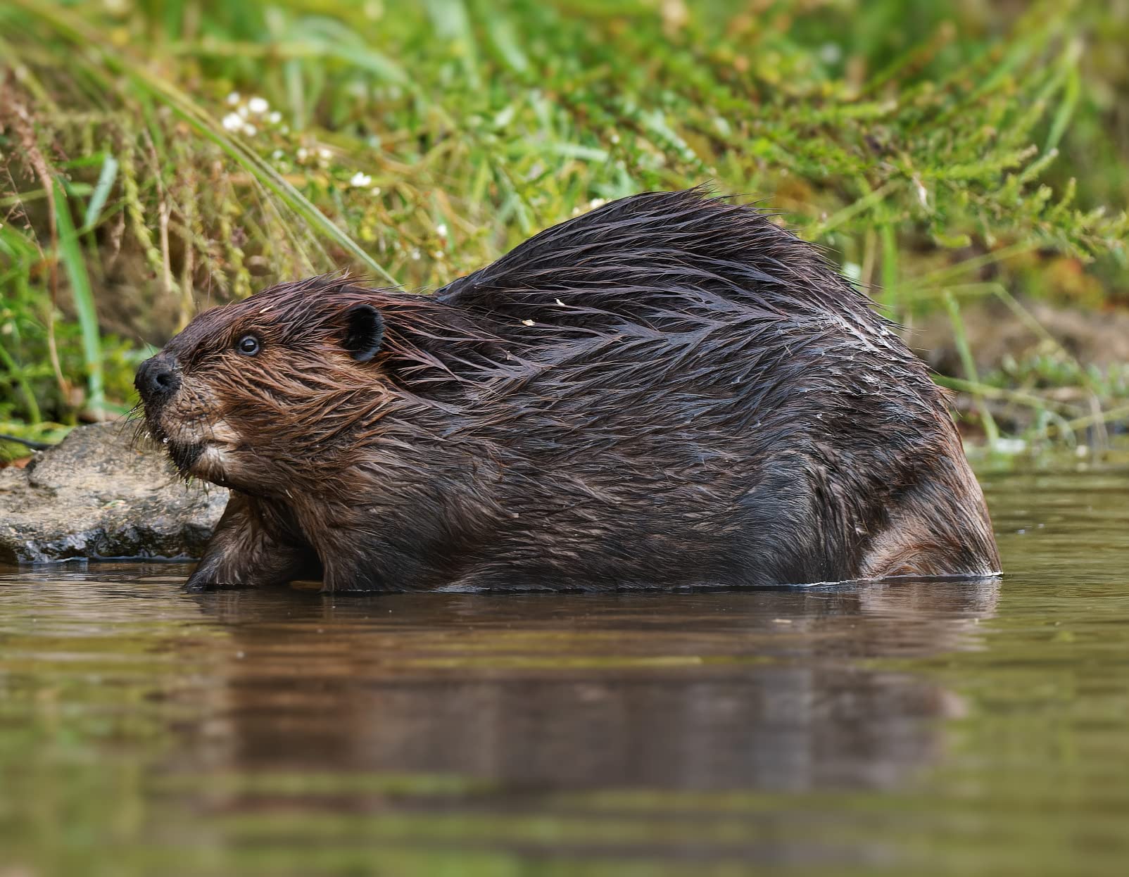 OM SYSTEM Olympus OM-1 Micro Four Thirds System Camera 20MP BSI Stacked Sensor Weather Sealed Design - Customer Photo 2