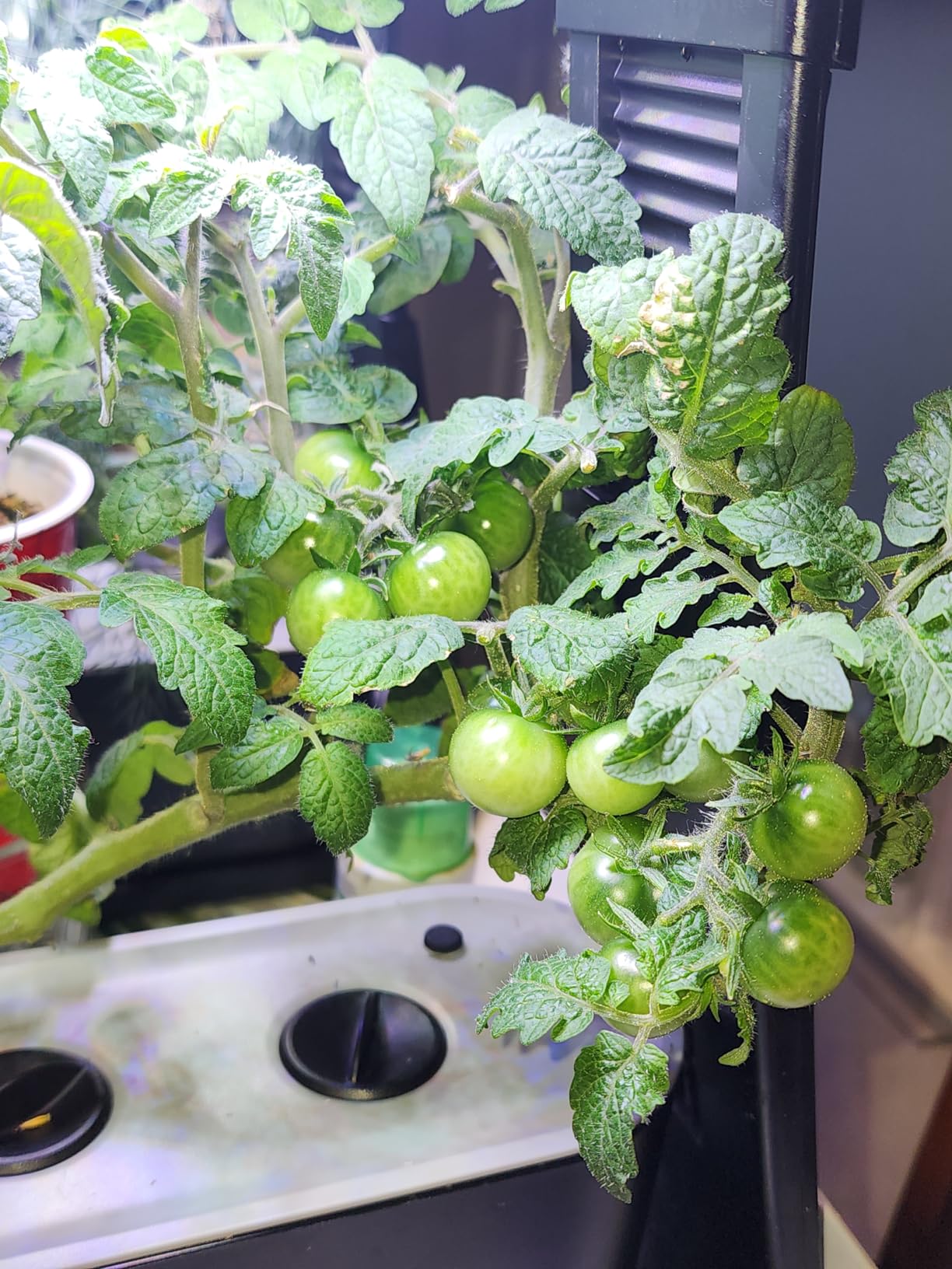 AeroGarden Sprout with Gourmet Herb Seed Pod Kit - Indoor Garden with LED Grow Light, Cool Gray - Customer Photo 2