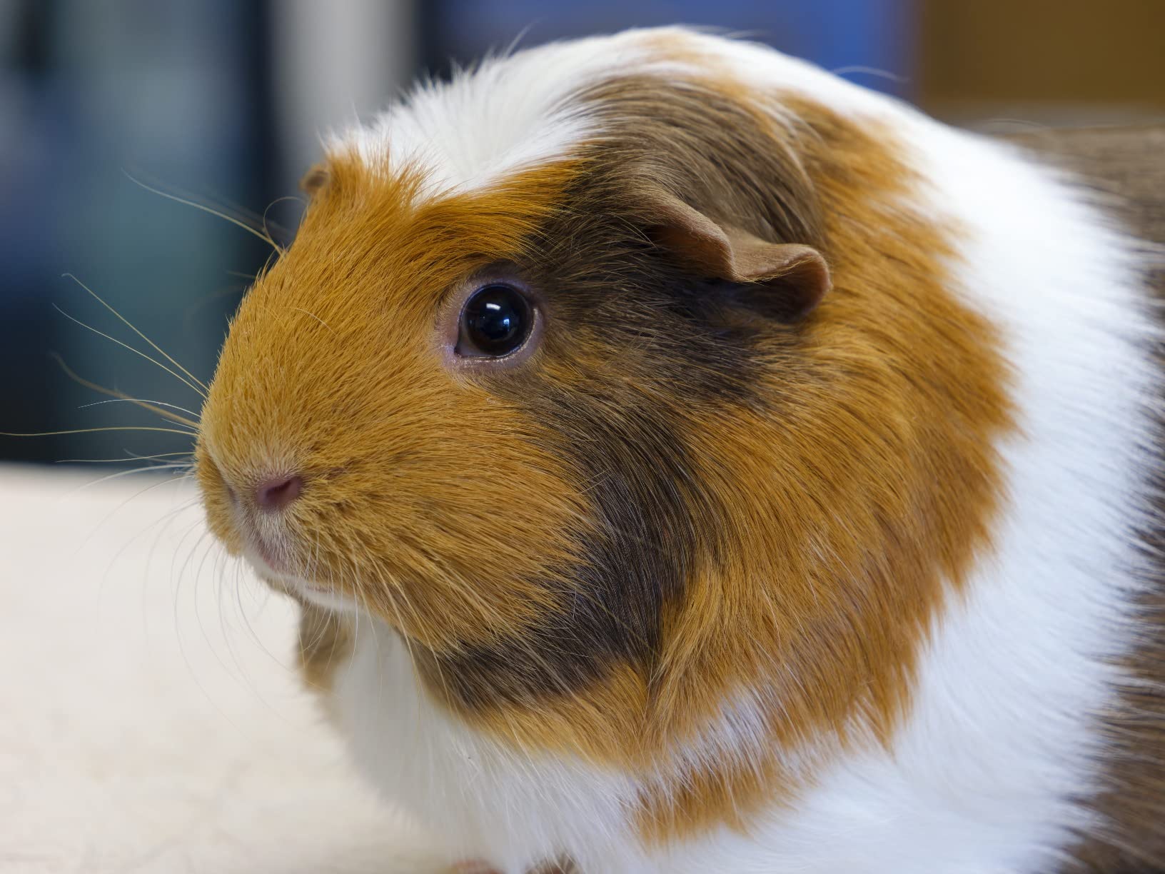 Panasonic LUMIX GH6 25.2MP Mirrorless Micro Four Thirds Camera (Body Only) customer photo 1