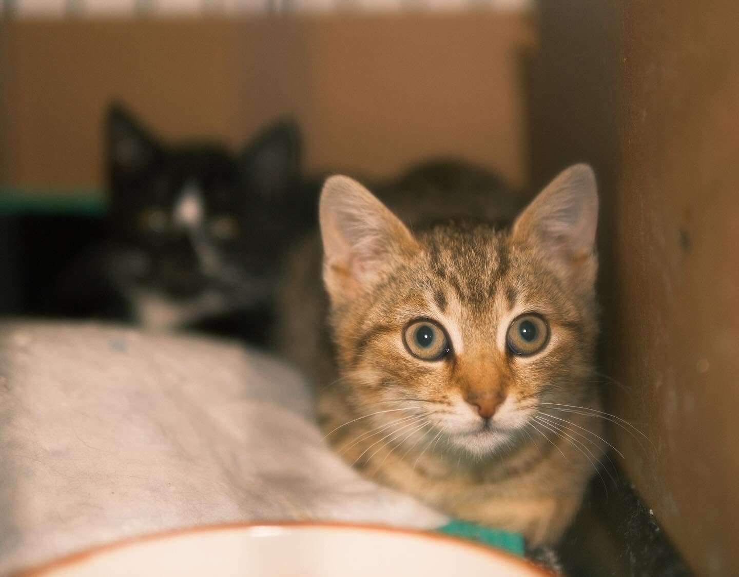 Sigma 30mm F1.4 DC DN | Contemporary for Fujifilm X Mount customer photo 1