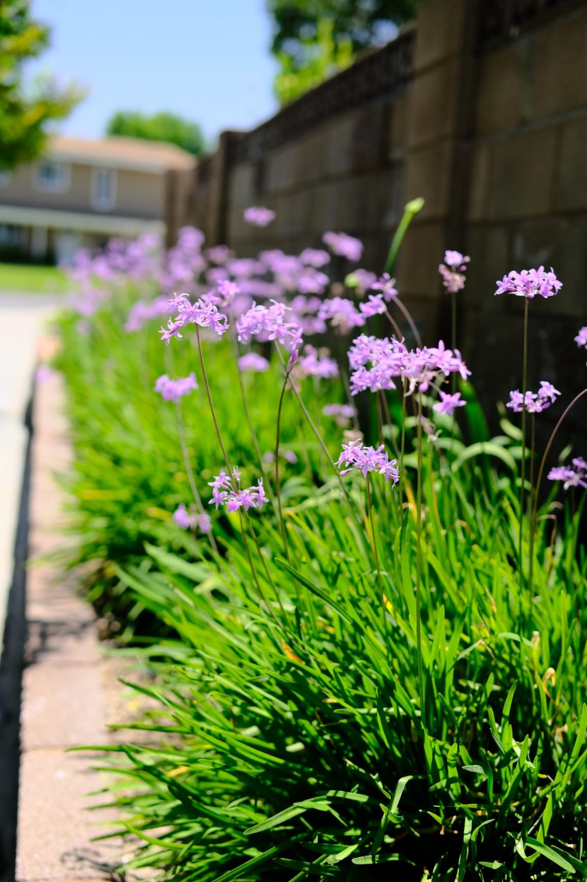 Sigma 30mm F1.4 DC DN | Contemporary for Fujifilm X Mount customer photo 2