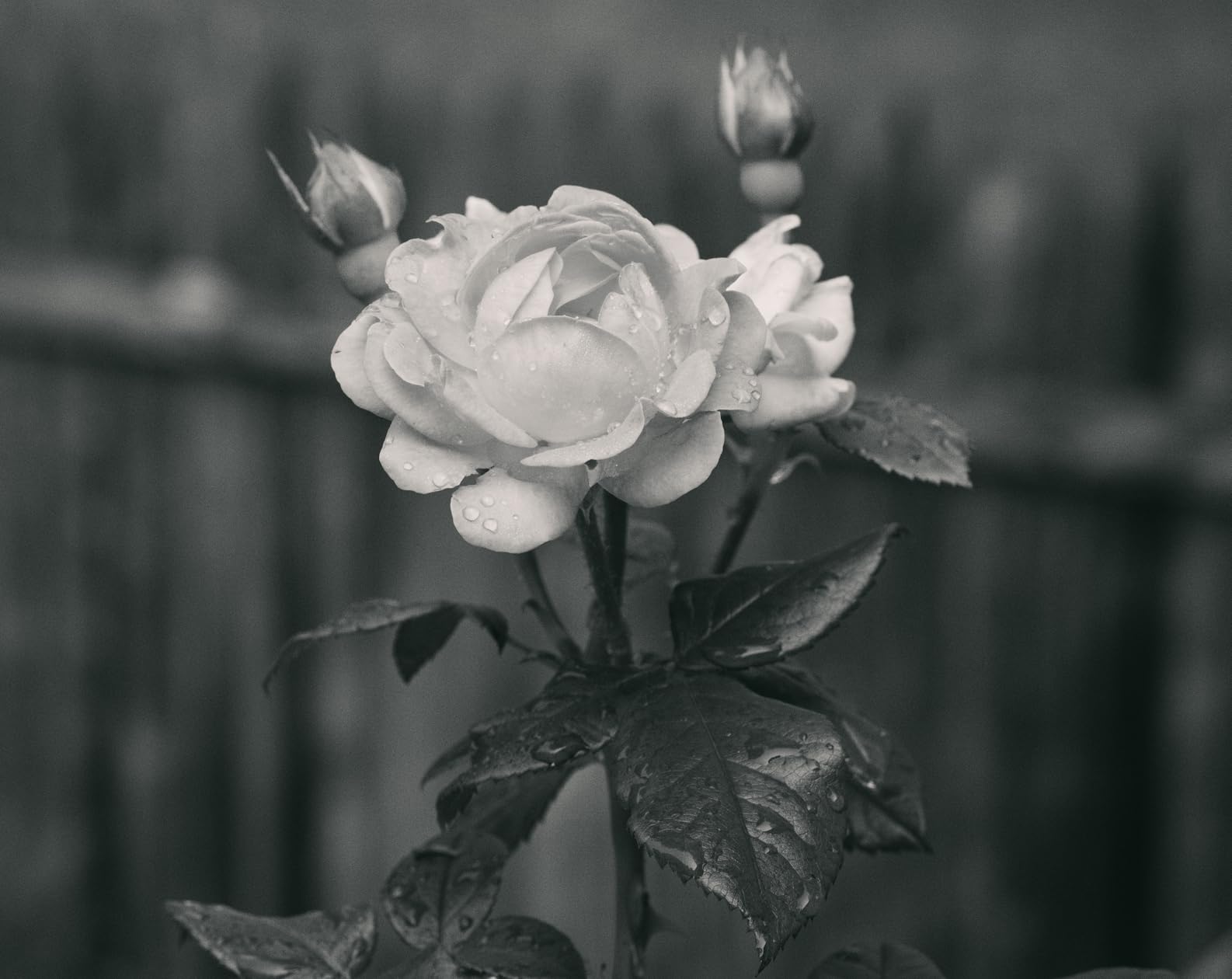 VILTROX 13mm f/1.4 F1.4 Fuji x Mount Ultra Wide Angle APS-C AF Lens for Fujifilm X-Mount Camera X-T30 II X-T4 X-T3 X-Pro3 X-Pro2 X-H1 X-T2 - Customer Photo 2