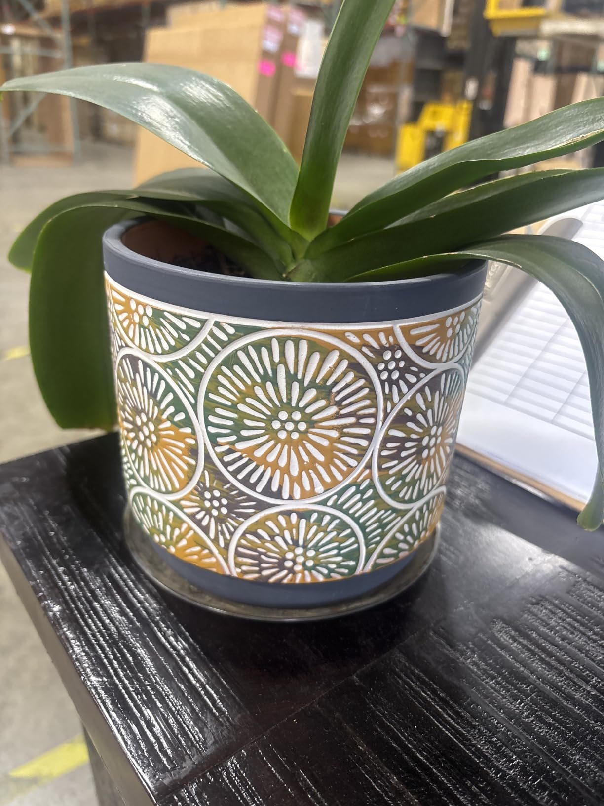 DeeCoo 3 Piece Ceramic Plant pots Indoor Pots Set with Drainage Holes, 5.7/4.7/3.5/inch, Modern Decorative pots Outdoor Plants Lilies, Cacti, Succulents, Snakes, and Bamboo (Blue) - Customer Photo 1