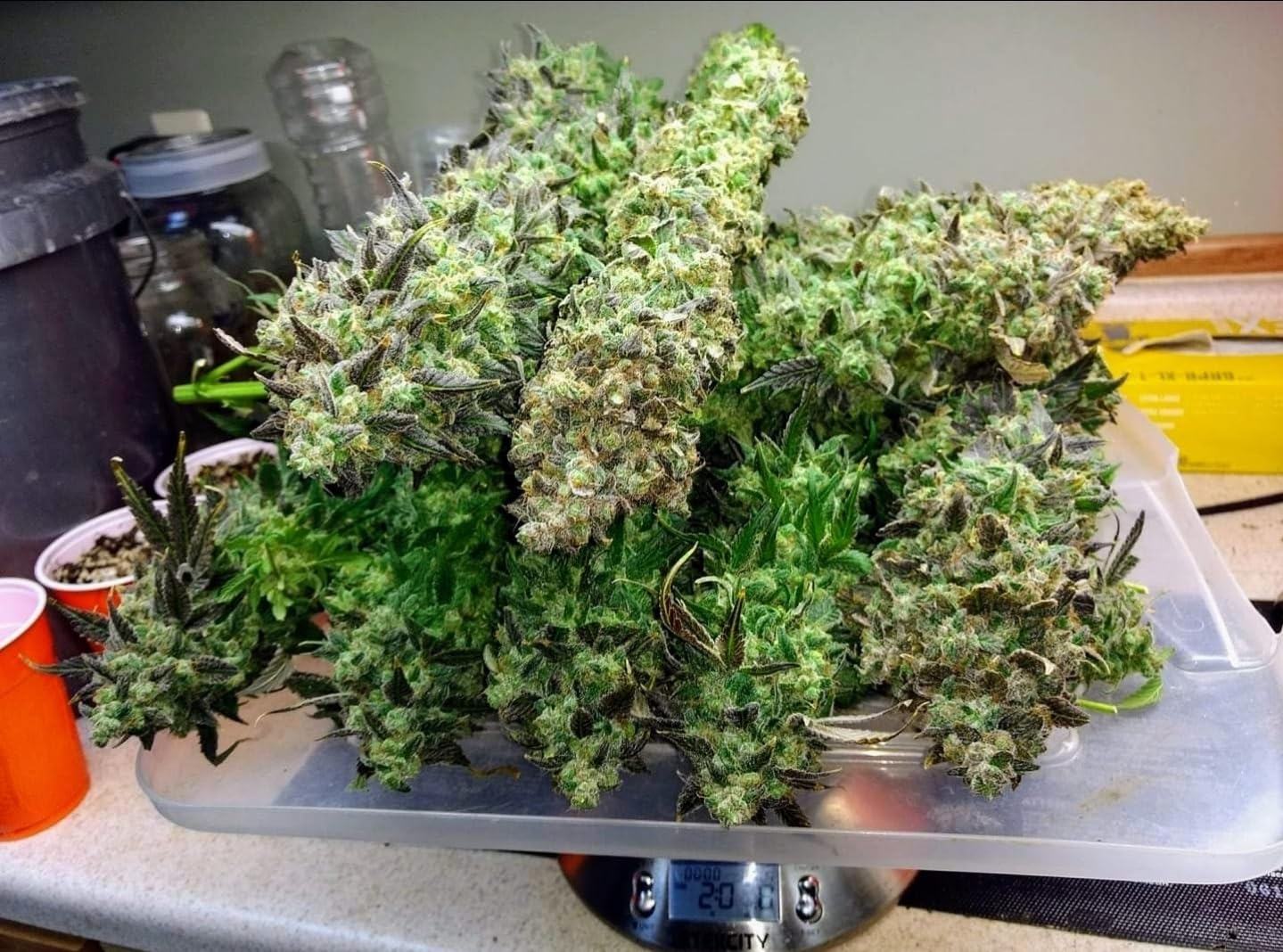 Ecowitt GW1106 Soil Moisture Meter Kit, Includes GW1100 Wi-Fi Gateway and WH51 Soil Moisture Sensor, 915 MHz - Customer Photo 1