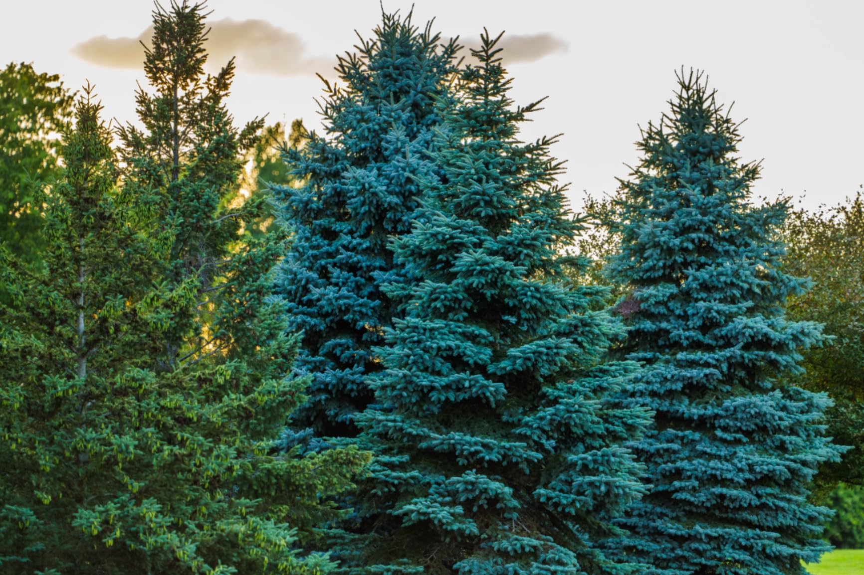 Rokinon AF 135mm F1.8 Telephoto Lens for Sony E Mount – Full Frame Autofocus, Ultra-Sharp Optics, Custom Switch, Focus Hold, Video Ready, Weather Sealed, Shallow Depth, Low-Light Portrait Lens - Customer Photo 2