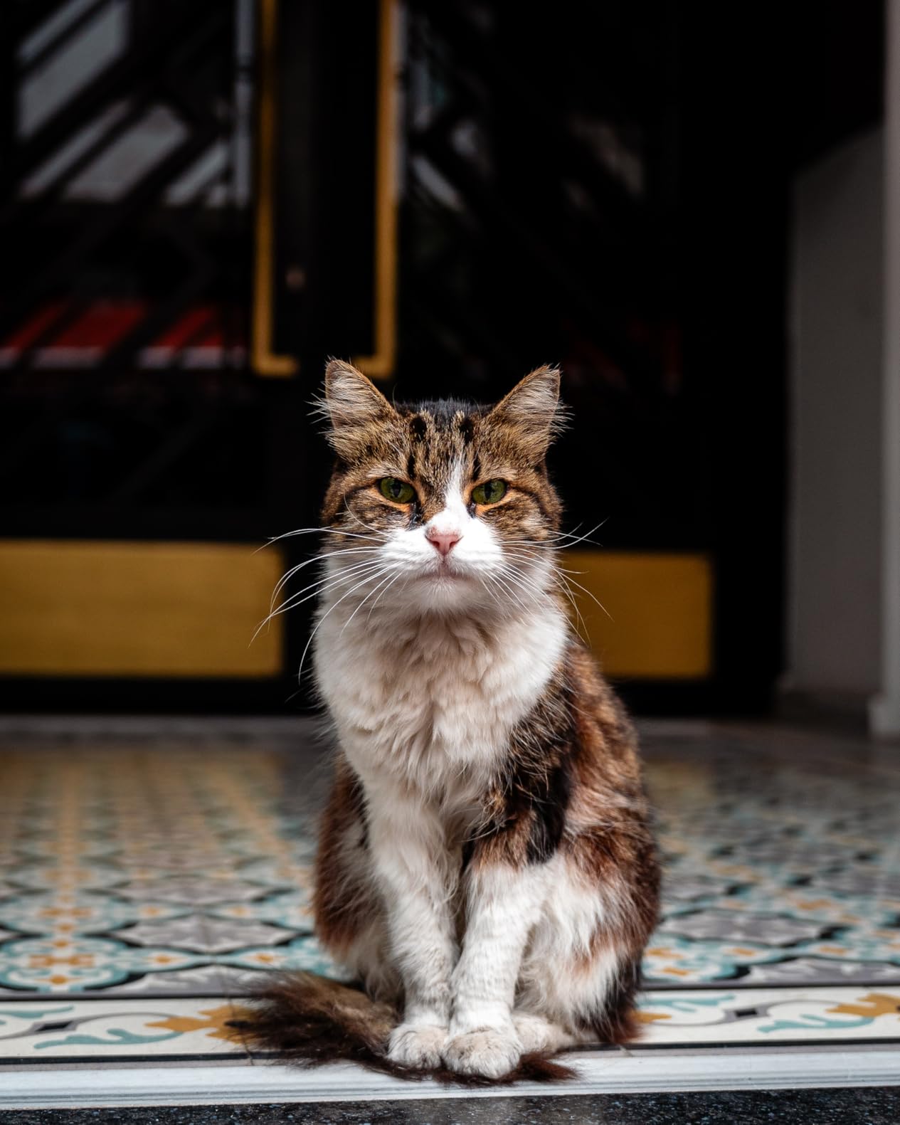 Sony FE 24-70mm F2.8 GM II Lens - Customer Photo 2