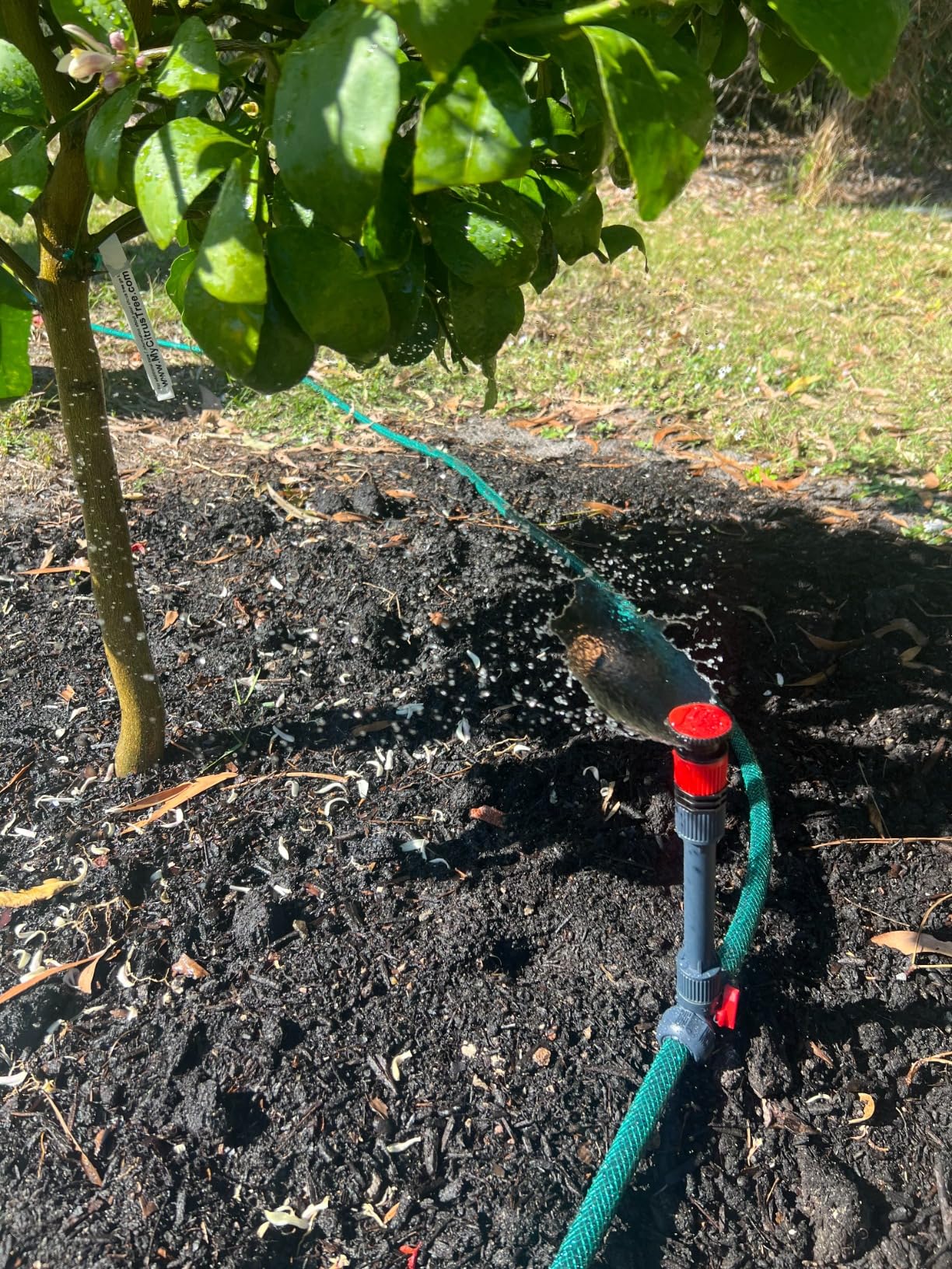 Eden 98063 Multi-Adjustable Flex Design Above Ground Irrigation Garden Sprinkler System, Sprinkler & Hose, DIY Plant Watering Set - Customer Photo 1