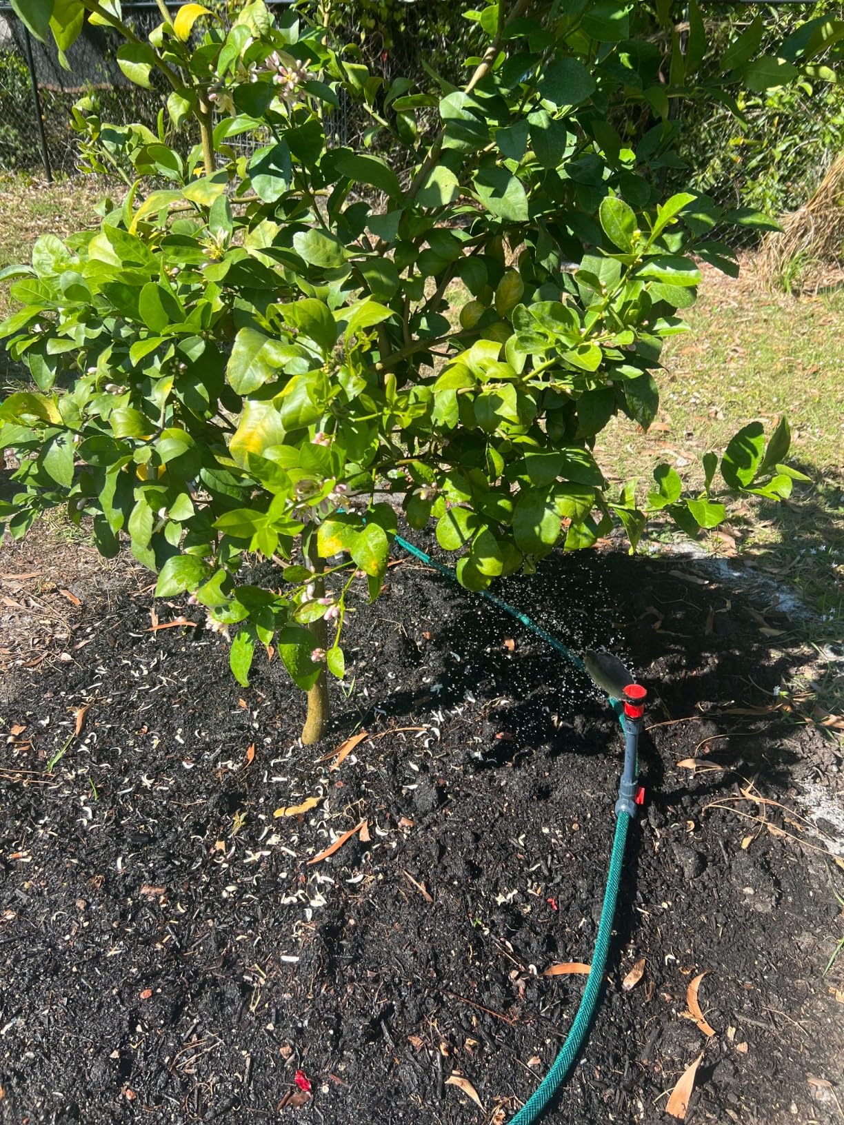 Eden 98063 Multi-Adjustable Flex Design Above Ground Irrigation Garden Sprinkler System, Sprinkler & Hose, DIY Plant Watering Set - Customer Photo 2