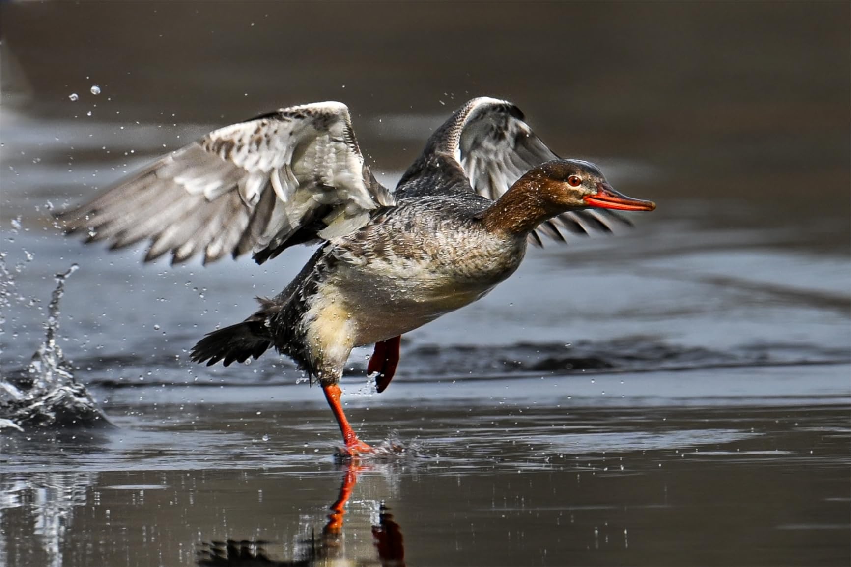 Nikon NIKKOR Z 400mm f/4.5 VR S Telephoto Lens customer photo 1