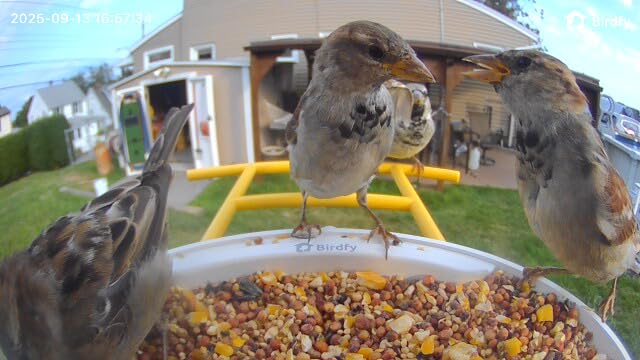 NETVUE by Birdfy Smart Bird Feeder with 2K AI Camera, Auto Capture Videos & Motion Detection, Live Steam, Wireless Wildbird Watching, Ideal Gift for Outdoor Backyard Birder(AI by Subscription) customer photo 2