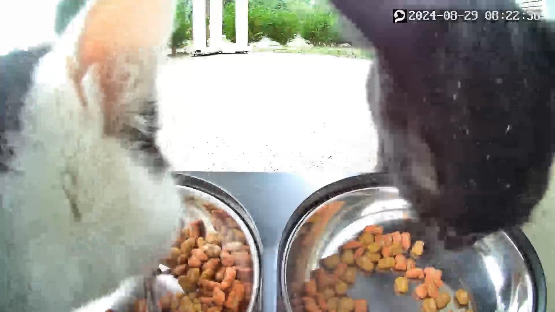 PETLIBRO Automatic Cat Feeder with Camera for Two Cats, 1080P HD Video with Night Vision, 5G WiFi Pet Feeder with Phone APP Control, 2-Way Audio for Cat & Dog, Low Food & Motion & Sound Alerts - Customer Photo 1