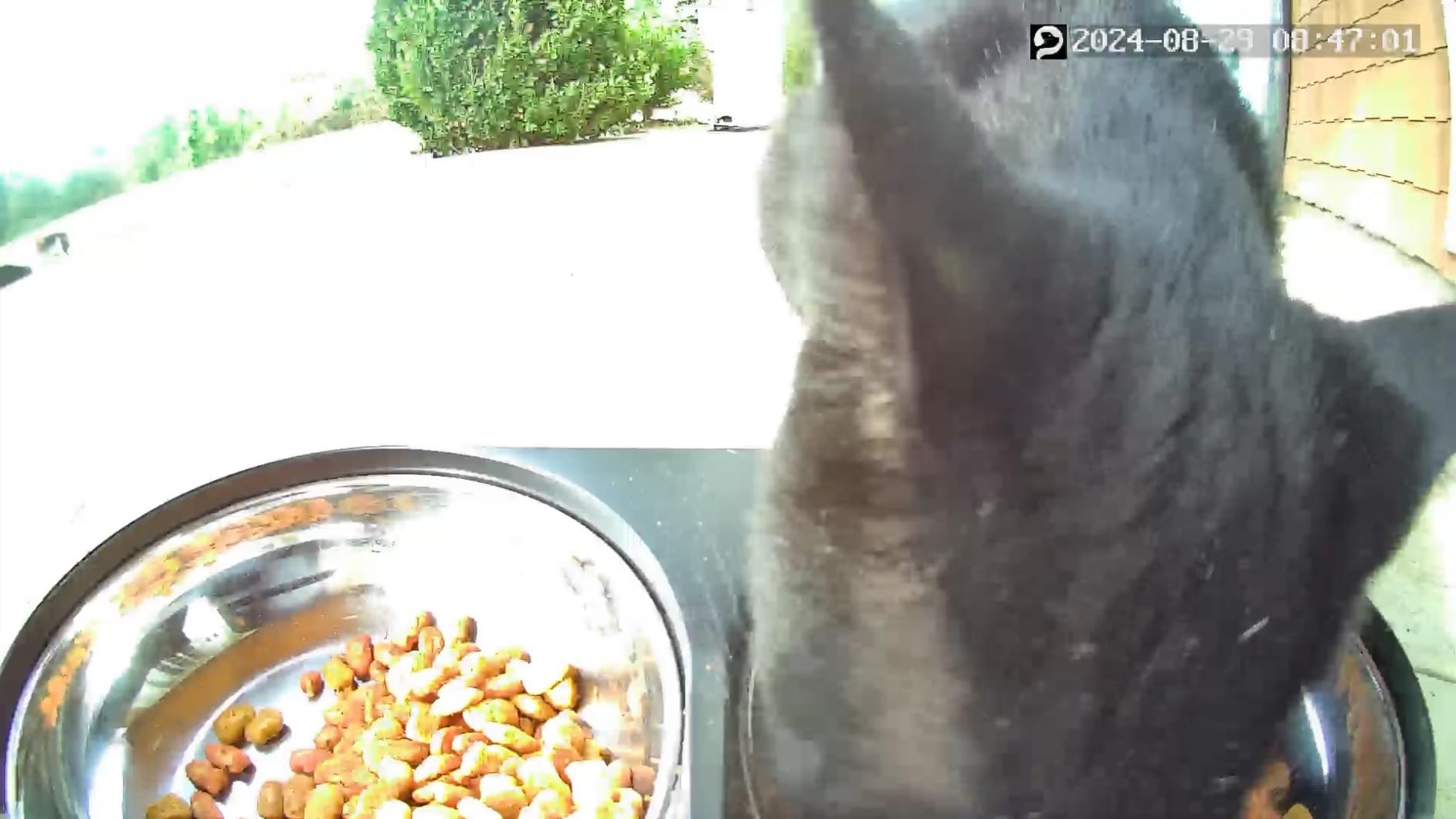 PETLIBRO Automatic Cat Feeder with Camera for Two Cats, 1080P HD Video with Night Vision, 5G WiFi Pet Feeder with Phone APP Control, 2-Way Audio for Cat & Dog, Low Food & Motion & Sound Alerts - Customer Photo 2