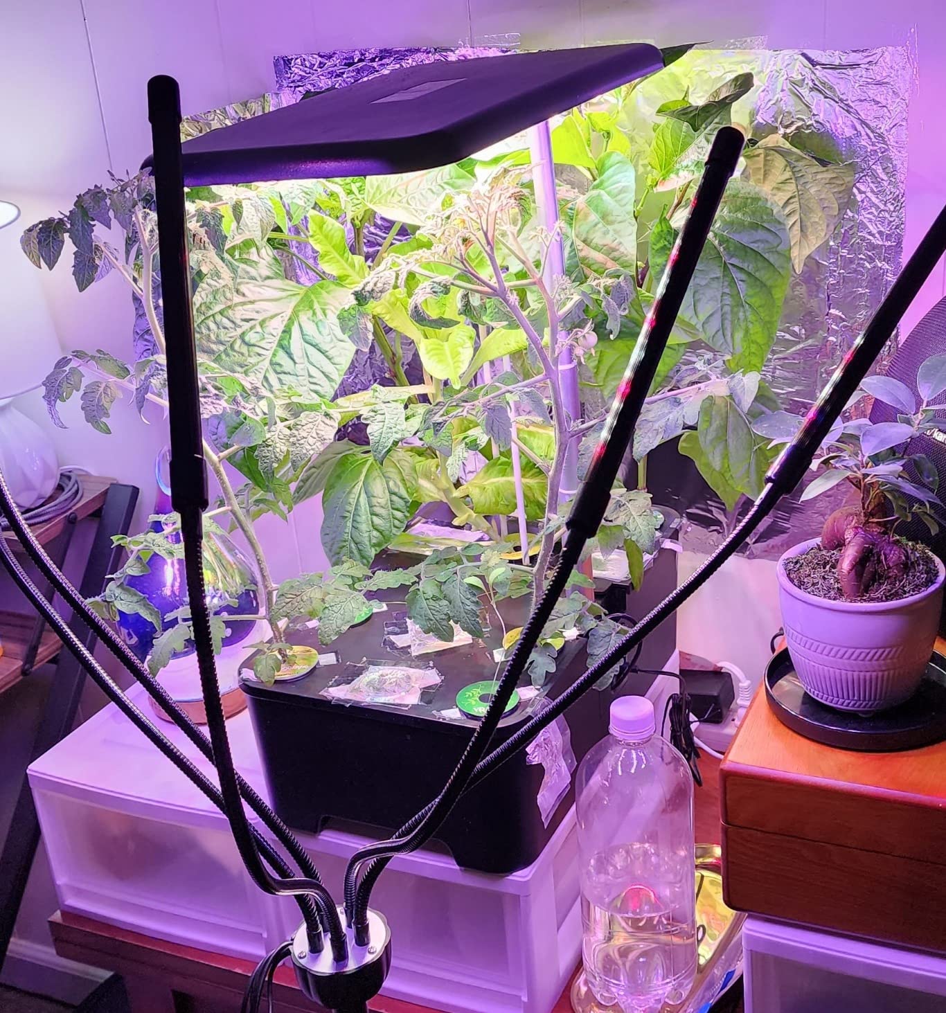 MUFGA 12 Pods Hydroponics Growing System, Indoor Garden with LED Grow Light, Plants Germination Kit, Mini Herb Garden with Pump System, Height Adjustable (No Seed) - Customer Photo 4