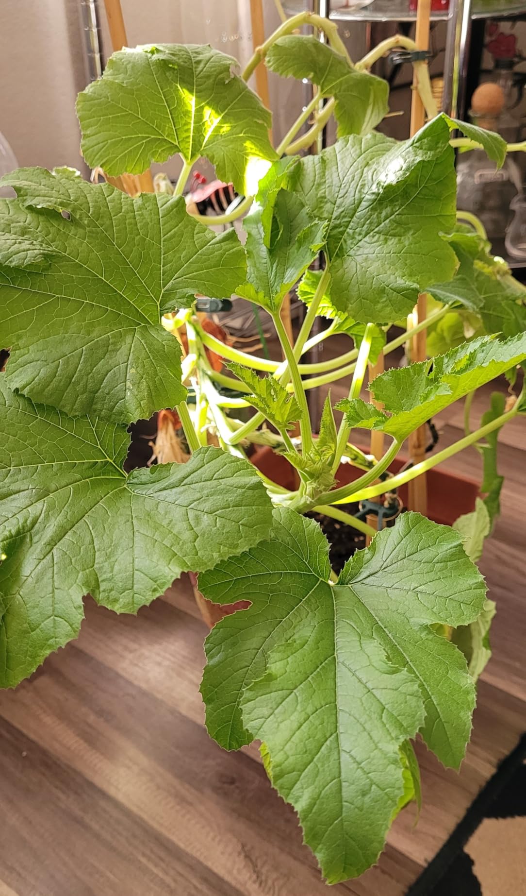 Garden Safe 32 oz. Insecticidal Soap Ready-to-Use, 1 Count (Pack of 1) - Customer Photo 1