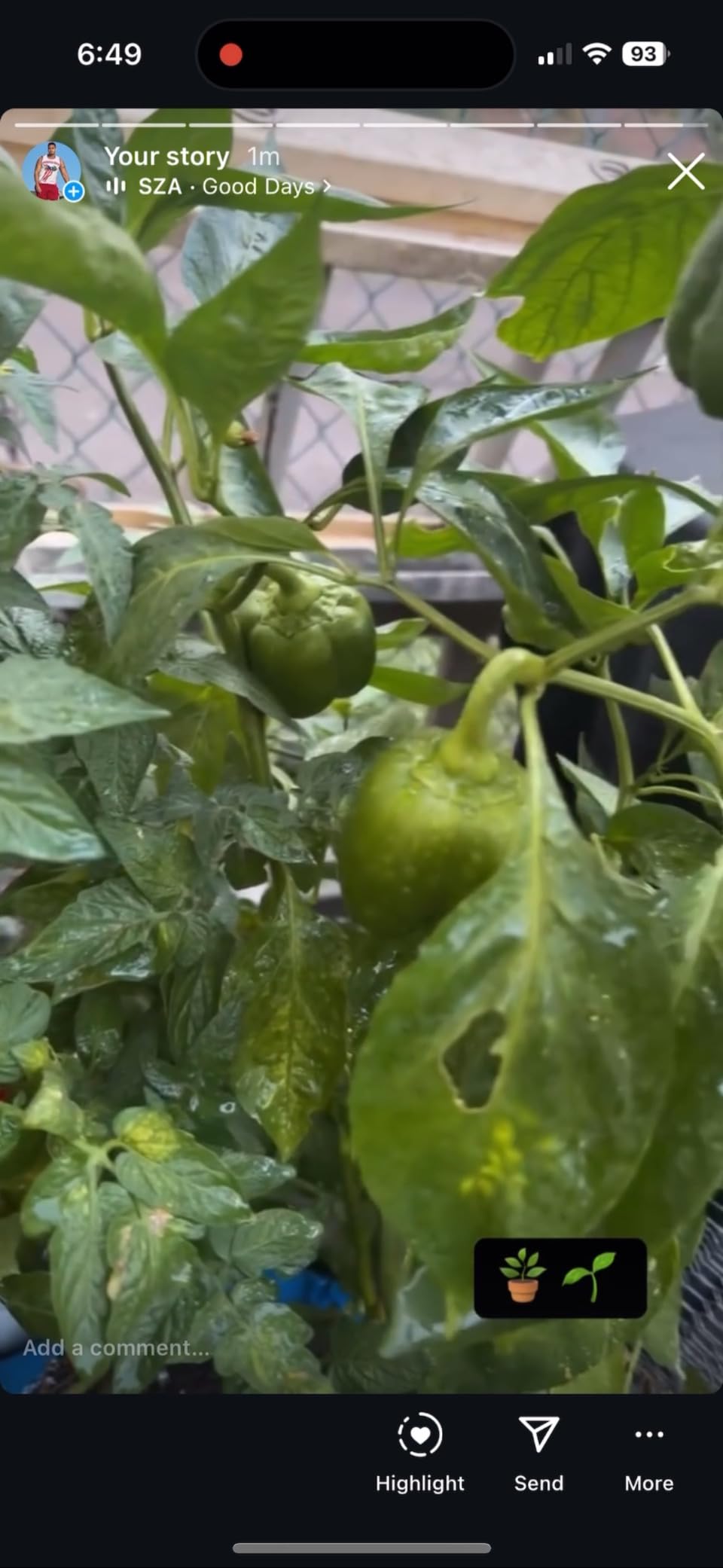 Garden Safe 32 oz. Insecticidal Soap Ready-to-Use, 1 Count (Pack of 1) - Customer Photo 3