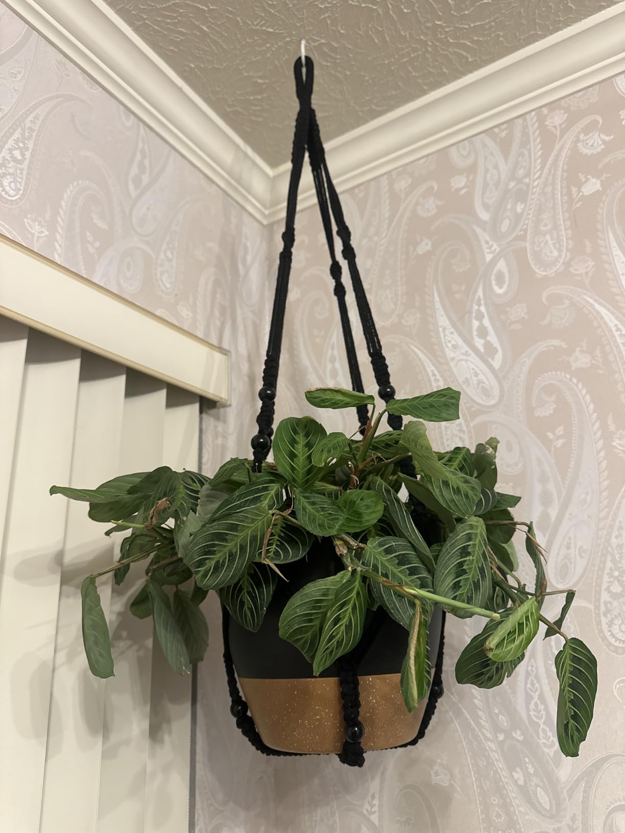Hanging Planters with Macrame Plant Hangers for Indoor Outdoor Plants 3 Set Self Watering Pots Hanging Baskets Flower Pot Holders 3 Different Size - Customer Photo 2