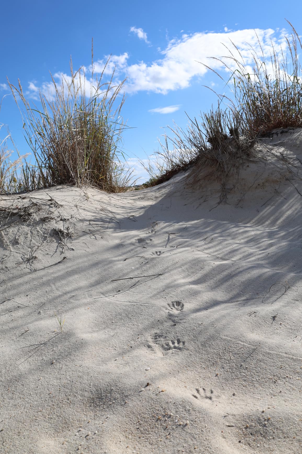 Canon EOS R6 Mark II Mirrorless Camera RF24-105mm F4-7.1 is STM Lens Kit, Full-Frame Hybrid Camera, 24.2 Megapixel CMOS Sensor, Photo and Video Capabilities, Black customer photo 1