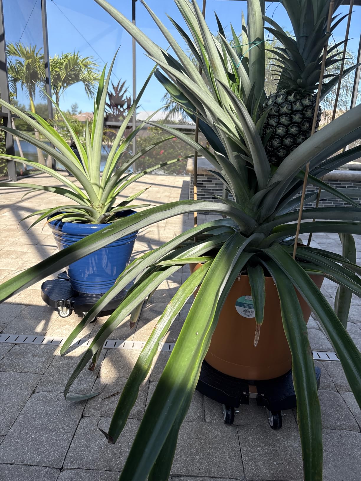 TreeGun Plant Caddy with Wheels Heavy Duty with 8 Lockable Casters, Rolling Plant Stand Adjustable for 8 inch-22 inch Outdoor Indoor Large Plant, Plant Dolly with Wheels Heavy Duty 500lbs Capacity - Customer Photo 2