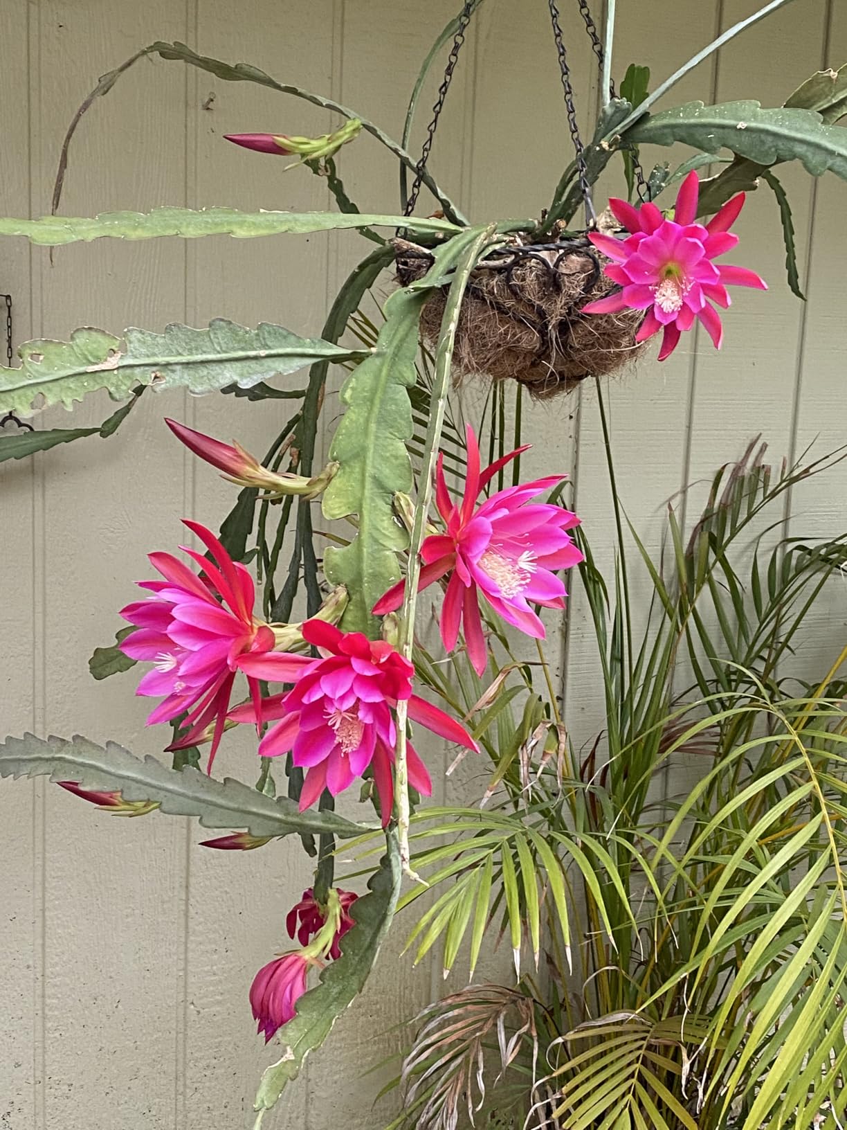 14 inch Metal Hanging Baskets For Plants Outdoor 4 Pack Round Metal Wire Hanging Basket Planter with Coco Fiber Liners Chain Round Wire Plant Holder for Garden, Patio, Deck, Porch Plants Flower Potss - Customer Photo 1
