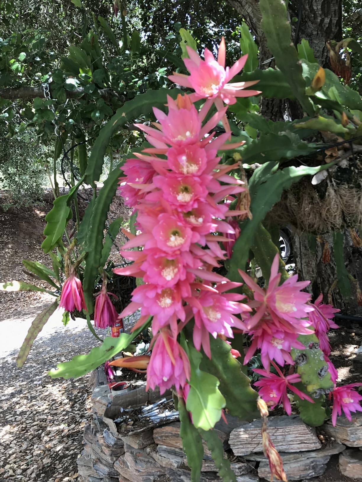 14 inch Metal Hanging Baskets For Plants Outdoor 4 Pack Round Metal Wire Hanging Basket Planter with Coco Fiber Liners Chain Round Wire Plant Holder for Garden, Patio, Deck, Porch Plants Flower Potss - Customer Photo 2