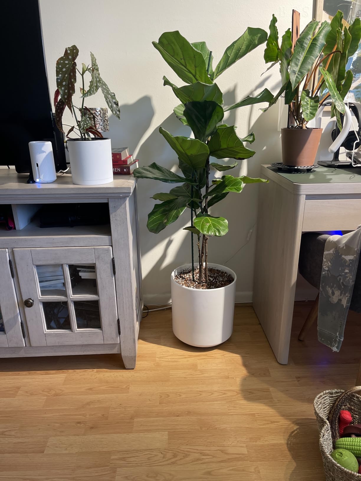 LE TAUCI 12 Inch Pot for Plants, Ceramic Planters for Indoor Plants, Mid-Century Modern Cylinder Flower Pots with Drainage Hole, Fits Fiddle Leaf Fig & Monstera, Home Decor, Midnight Blue - Customer Photo 2