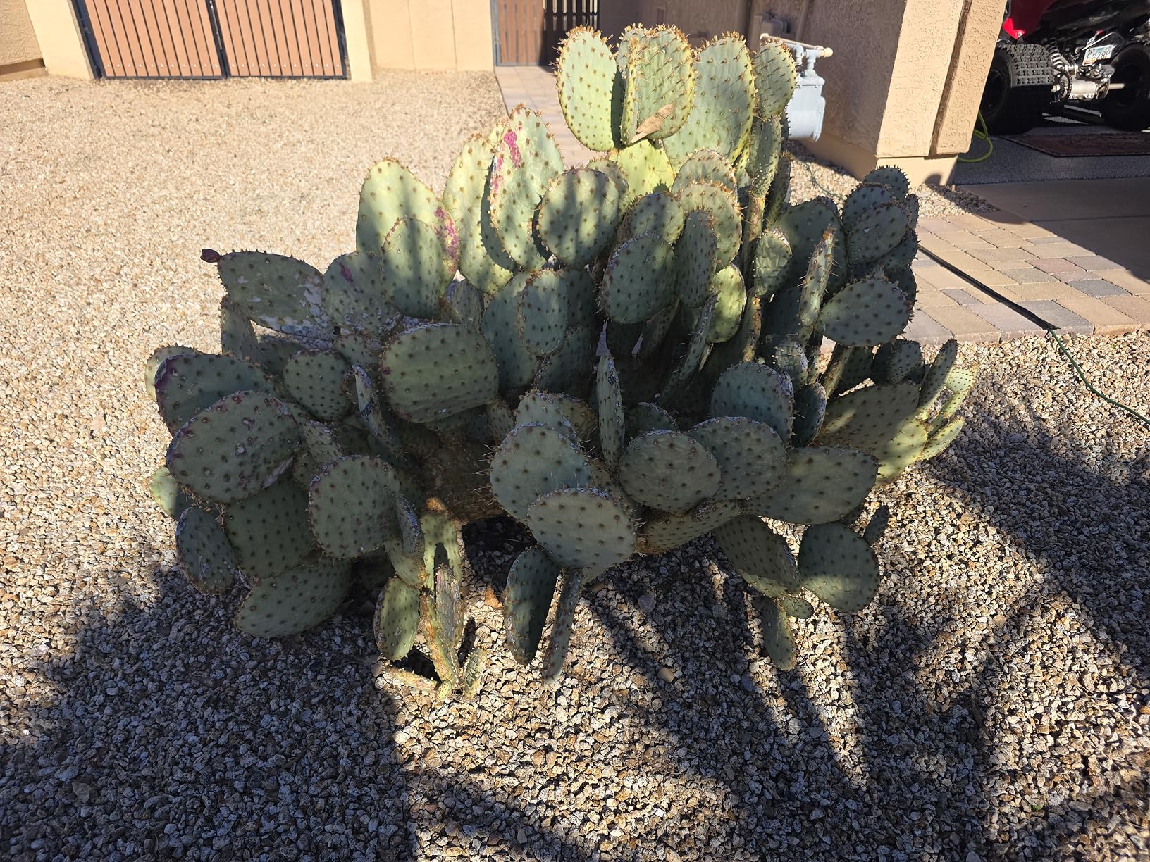 Earth's Ally 3-in-1 Plant Spray for Pests and Disease - Organic Insecticide, Fungicide and Spider Mite Control - OMRI Listed Indoor Outdoor Garden Spray - Safe for Pollinators, Kids and Pets - 32 oz - Customer Photo 1