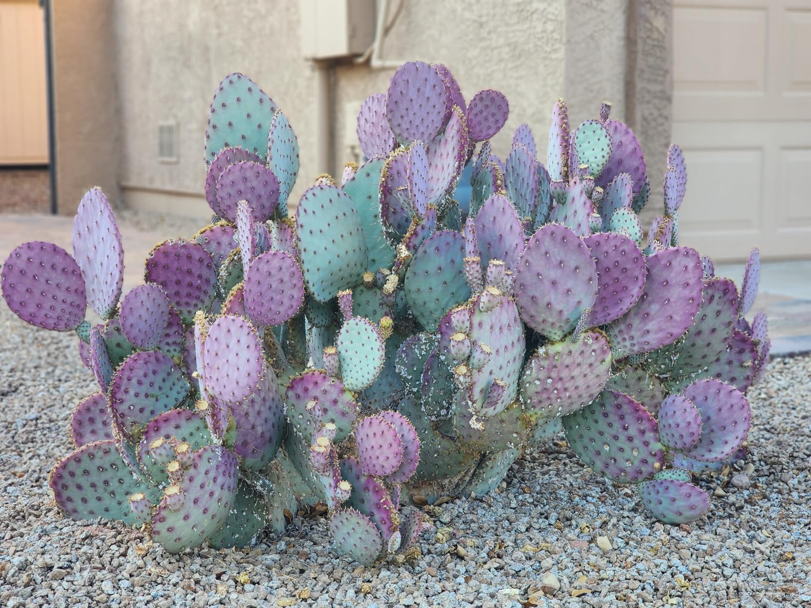 Earth's Ally 3-in-1 Plant Spray for Pests and Disease - Organic Insecticide, Fungicide and Spider Mite Control - OMRI Listed Indoor Outdoor Garden Spray - Safe for Pollinators, Kids and Pets - 32 oz - Customer Photo 2