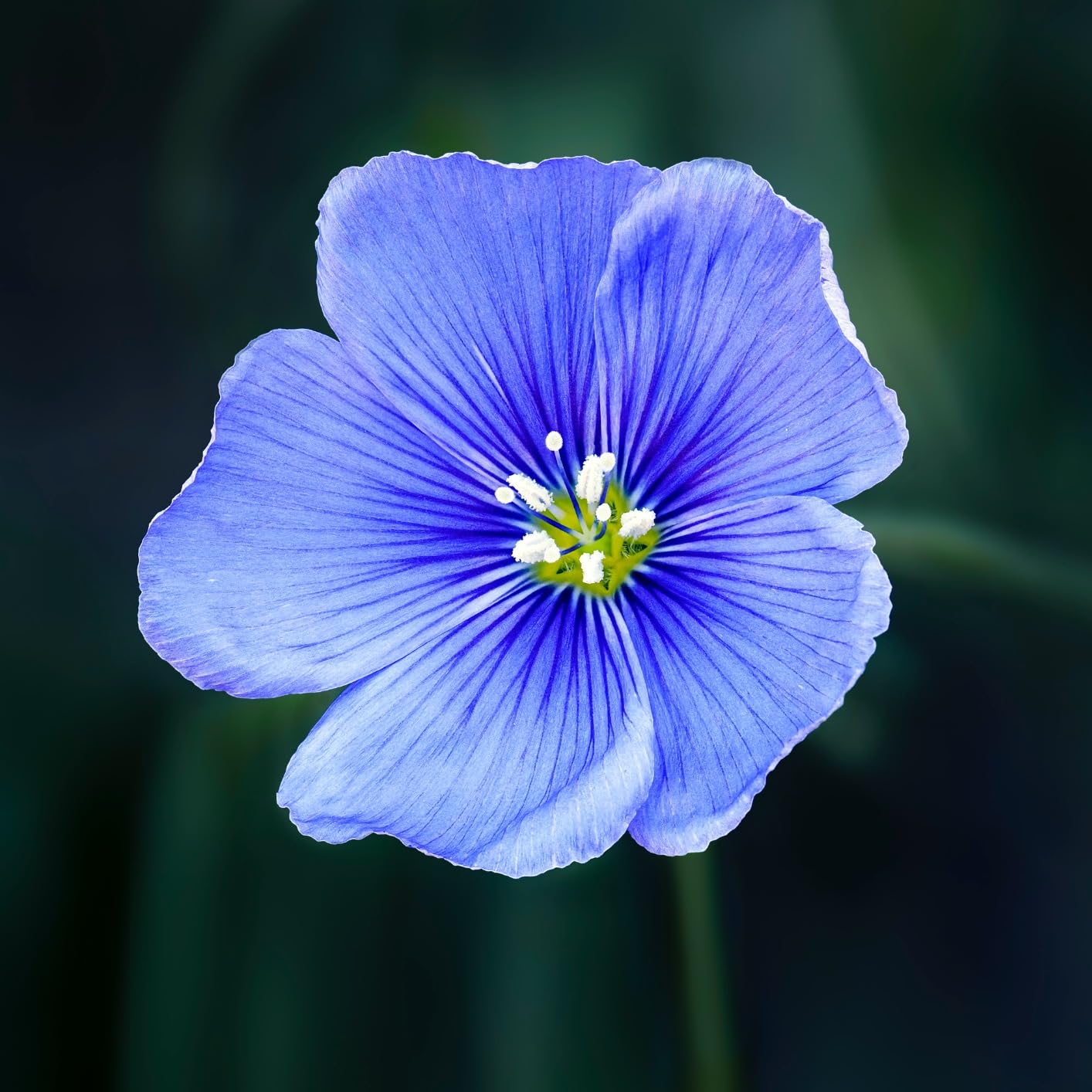 Olympus M.Zuiko Digital ED 90mm F3.5 Macro is PRO for Micro Four Thirds System Camera - Customer Photo 1