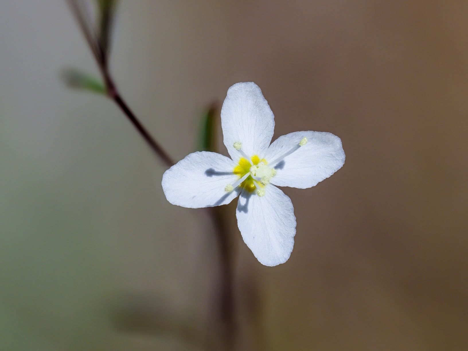 Olympus M.Zuiko Digital ED 90mm F3.5 Macro is PRO for Micro Four Thirds System Camera - Customer Photo 3