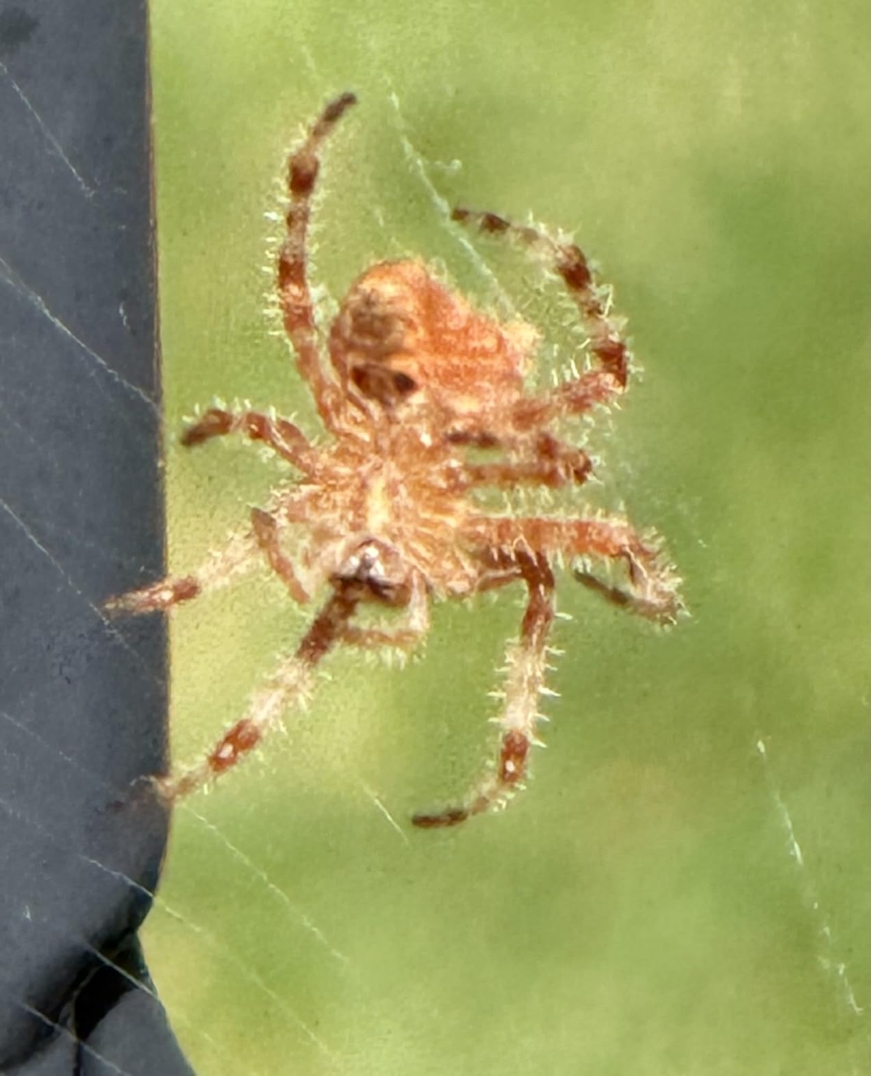 Canon EOS R8 Mirrorless Camera Body - Customer Photo 2