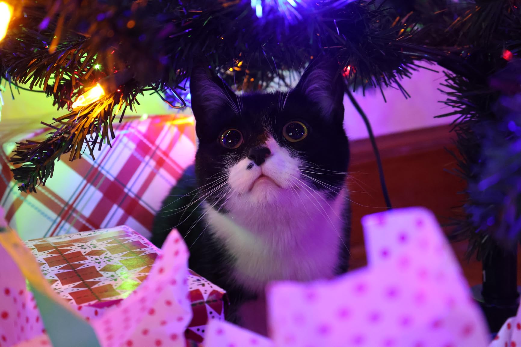 Canon EOS R50 Mirrorless Camera RF-S18-45mm F4.5-6.3 is STM Lens Kit, 24.2 Megapixel CMOS (APS-C) Sensor, 4K Video, Hybrid Camera, Photo and Video, Vlogging, Content Creator, RF Mount, Black - Customer Photo 1