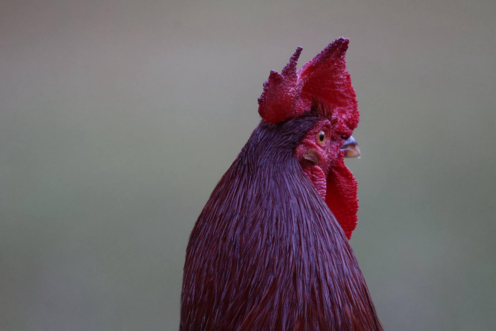 Canon EOS R50 Mirrorless Camera RF-S18-45mm F4.5-6.3 is STM Lens Kit, 24.2 Megapixel CMOS (APS-C) Sensor, 4K Video, Hybrid Camera, Photo and Video, Vlogging, Content Creator, RF Mount, White - Customer Photo 3