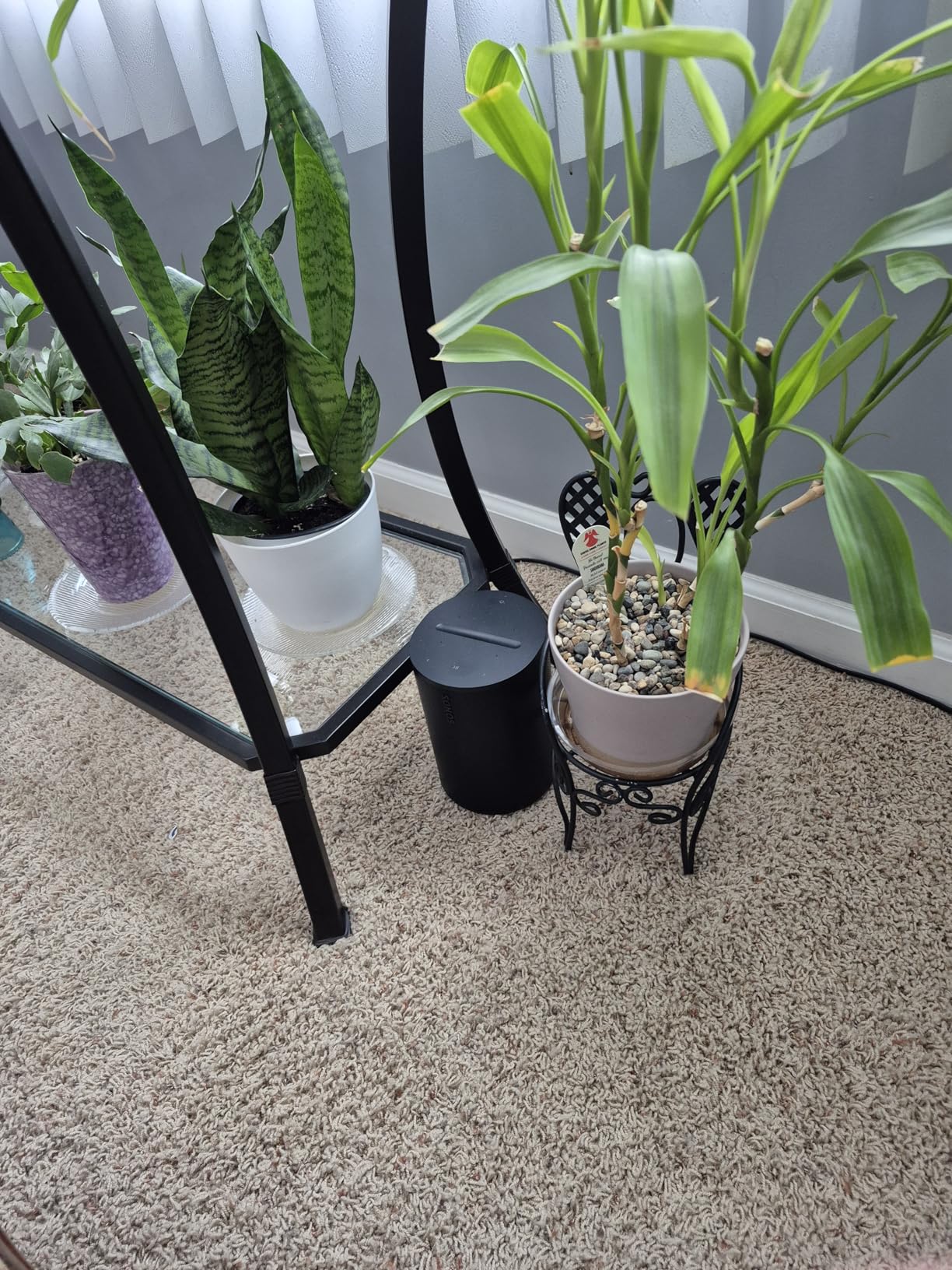 Sonos Era 100 - Black - Wireless, Alexa Enabled Smart Speaker - Customer Photo 1