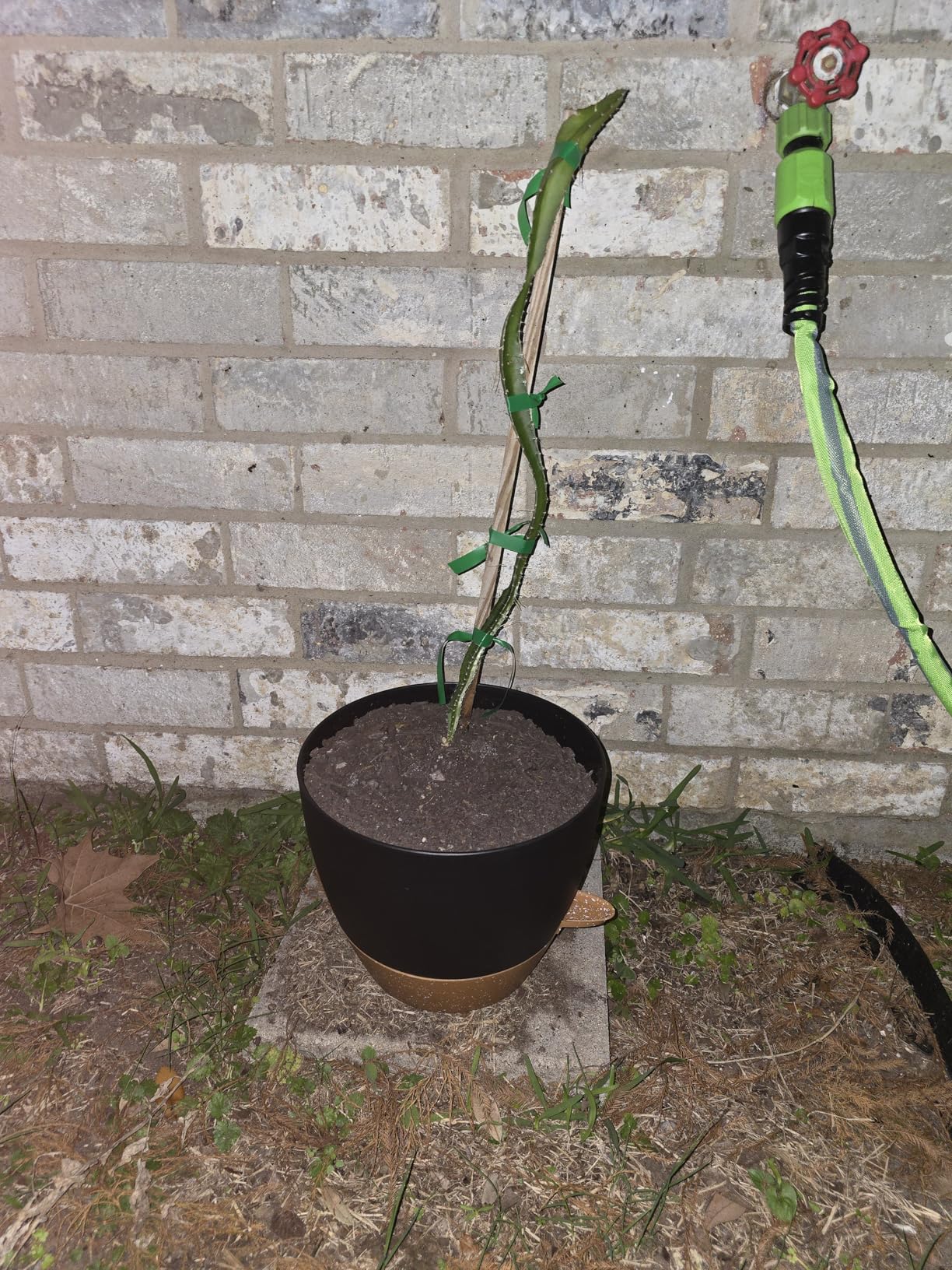 Plant Pots 10/9/8/7.5/7 Inch Self Watering Pots, Set of 5 Plastic Planters with Drainage Holes and Saucers,Plastic Flower Pots,Nursery Planting Pot for Indoor Out Door Plants（White） - Customer Photo 1