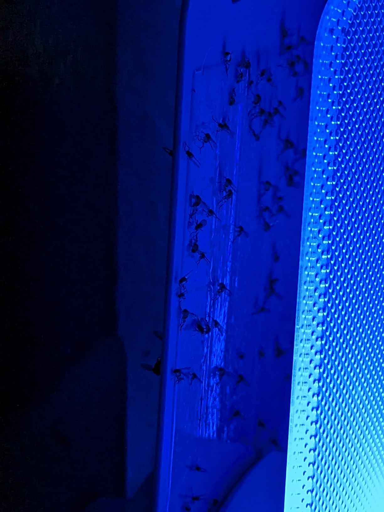 Raid Essentials Flying Insect Light Trap Starter Kit, 1 Plug-In Device + 1 Cartridge, Featuring Light Powered Attraction - Customer Photo 1