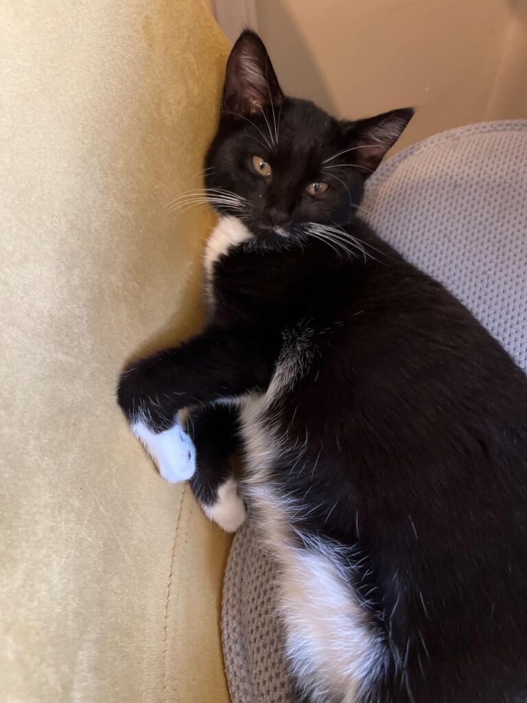 12 Best Termite Treatment Products