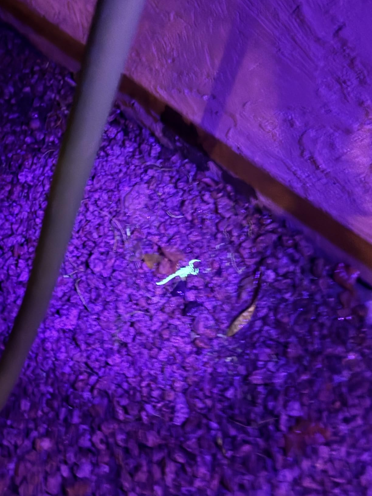 Atticus Talak 7.9% Indoor/Outdoor Insect Control - Bifenthrin Concentrate (32 Ounce) - Customer Photo 2