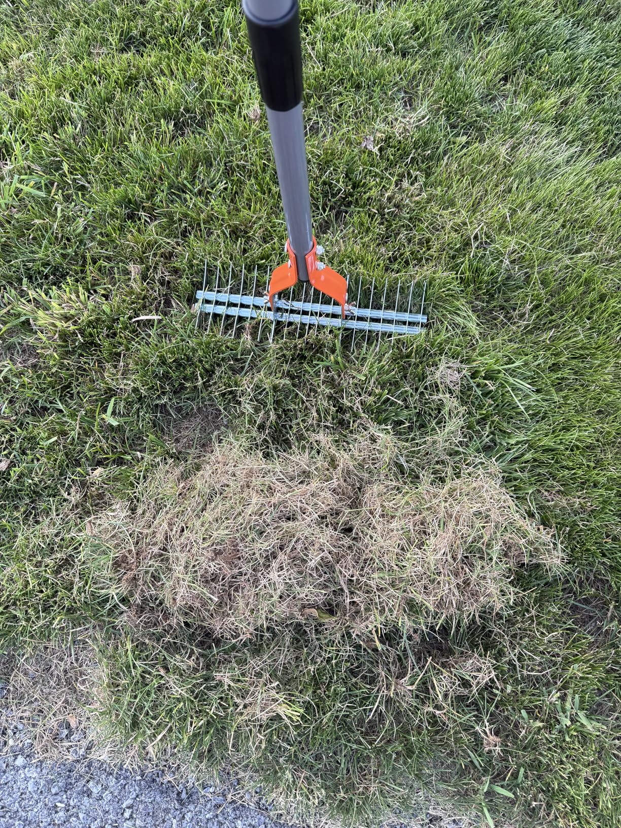 Walensee 15-Inch Thatch Rake for Lawn, 19-Tine Dethatcher, 70-Inch Handle | Manual lawn dethatcher with a dual-sided 19-tine head; 40, 55 and 70 in. handle lengths lift thatch and dead grass customer photo 1