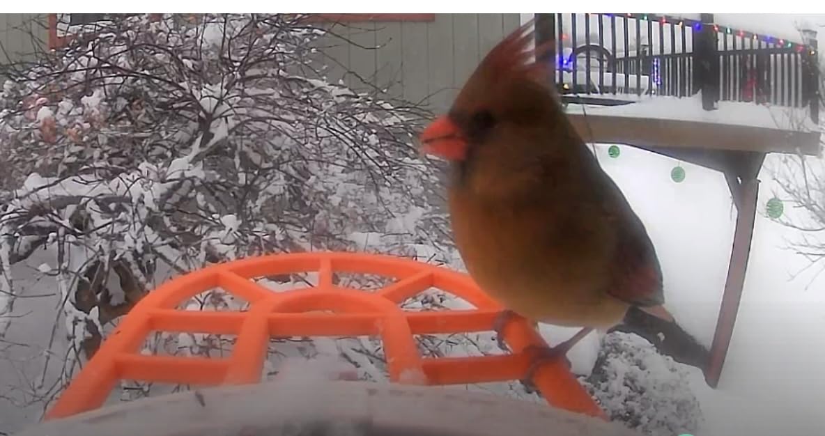 Bird Feeder with Camera with AI Identify Birds Species Solar Powered, Smart Bird House with Cam, 2K HD Video Live Stream, Instant Arrival Alerts - Green customer photo 1