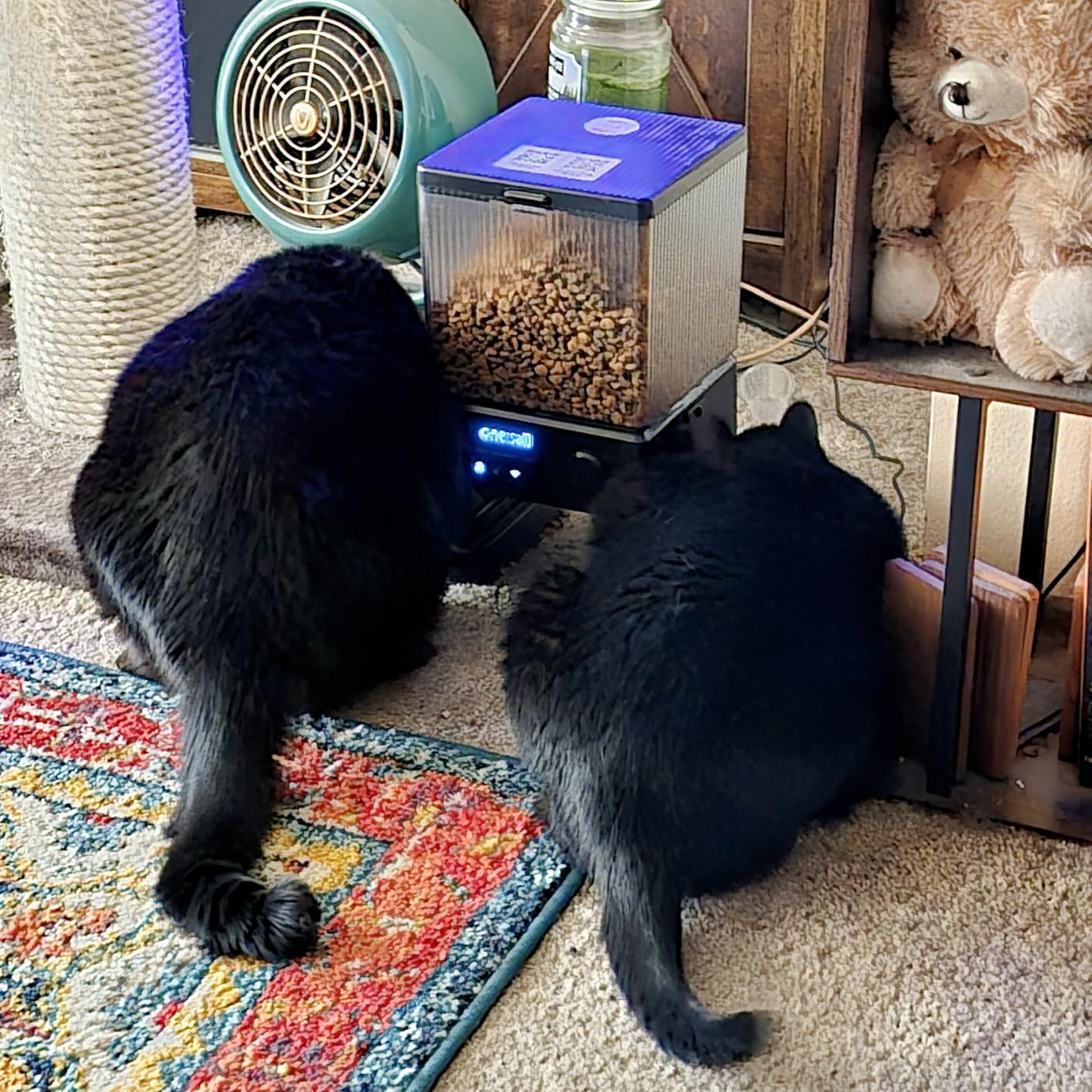 oneisall Automatic Cat Feeder with 5G WiFi, Automatic Cat Food Dispenser for 2 Cats Small Pets, 20 Cups/5L Timed Dry Food Dispenser with APP Control - Customer Photo 1