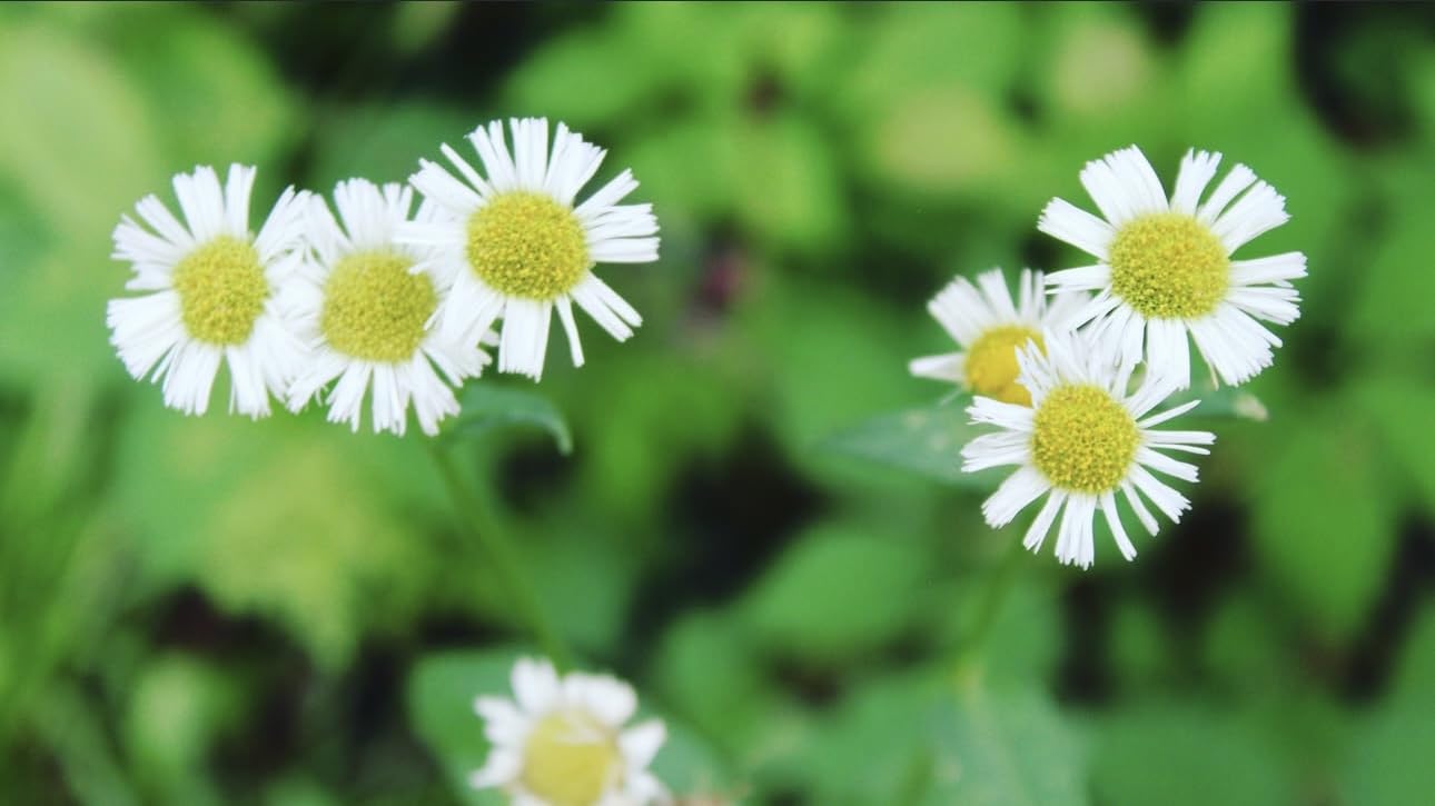 Canon EOS Rebel T100 (EOS 4000D) DSLR Camera w/EF-S 18-55mm F/3.5-5.6 Zoom Lens + 64GB Memory Card, Case, Hood, Grip-Pod, Filter Professional Photo Bundle (Renewed) - Customer Photo 1