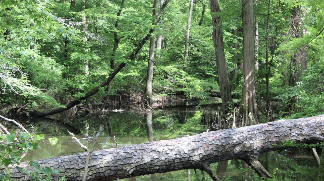 Canon EOS Rebel T100 (EOS 4000D) DSLR Camera w/EF-S 18-55mm F/3.5-5.6 Zoom Lens + 64GB Memory Card, Case, Hood, Grip-Pod, Filter Professional Photo Bundle (Renewed) - Customer Photo 2