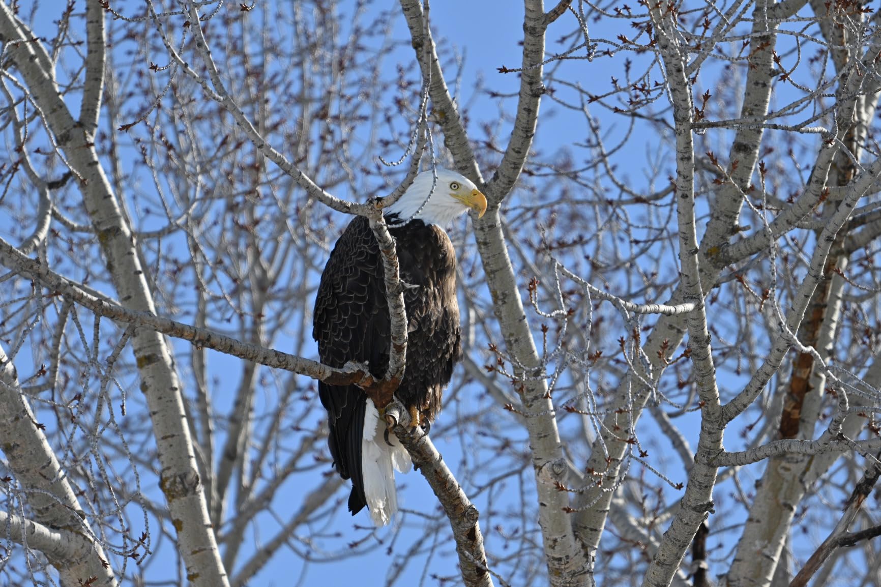 NIKKOR Z 180-600mm f/5.6-6.3 VR customer photo 1