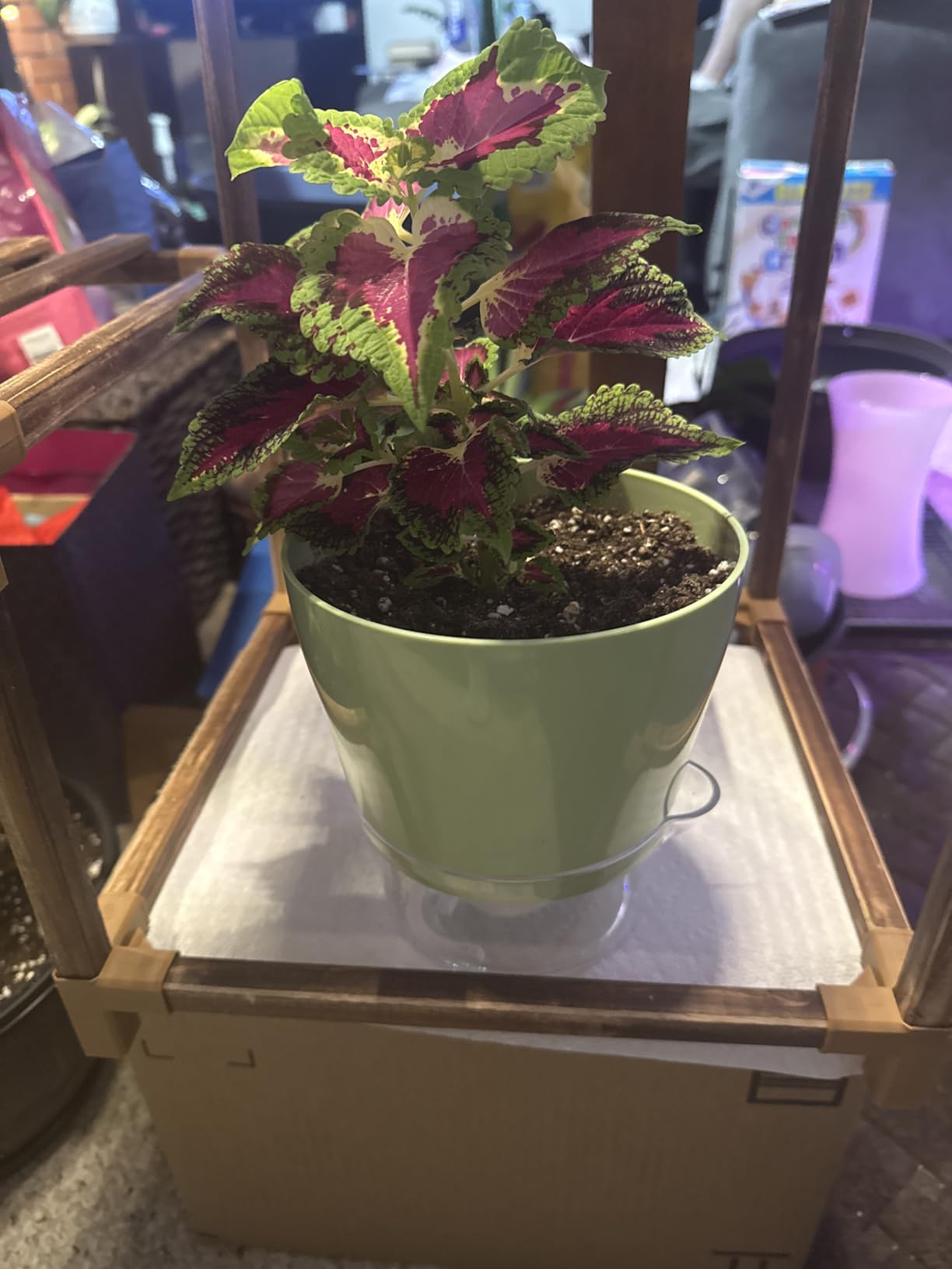 4 Pcs Self Watering Plant Pot , 6 inch Plant Pot with Drainage Hole and Large Capacity Reservoir, Pots for Plants with Saucer, 2 in 1 Indoor Plant Pots indoor Perfect for Living Room, Odorless - Customer Photo 2