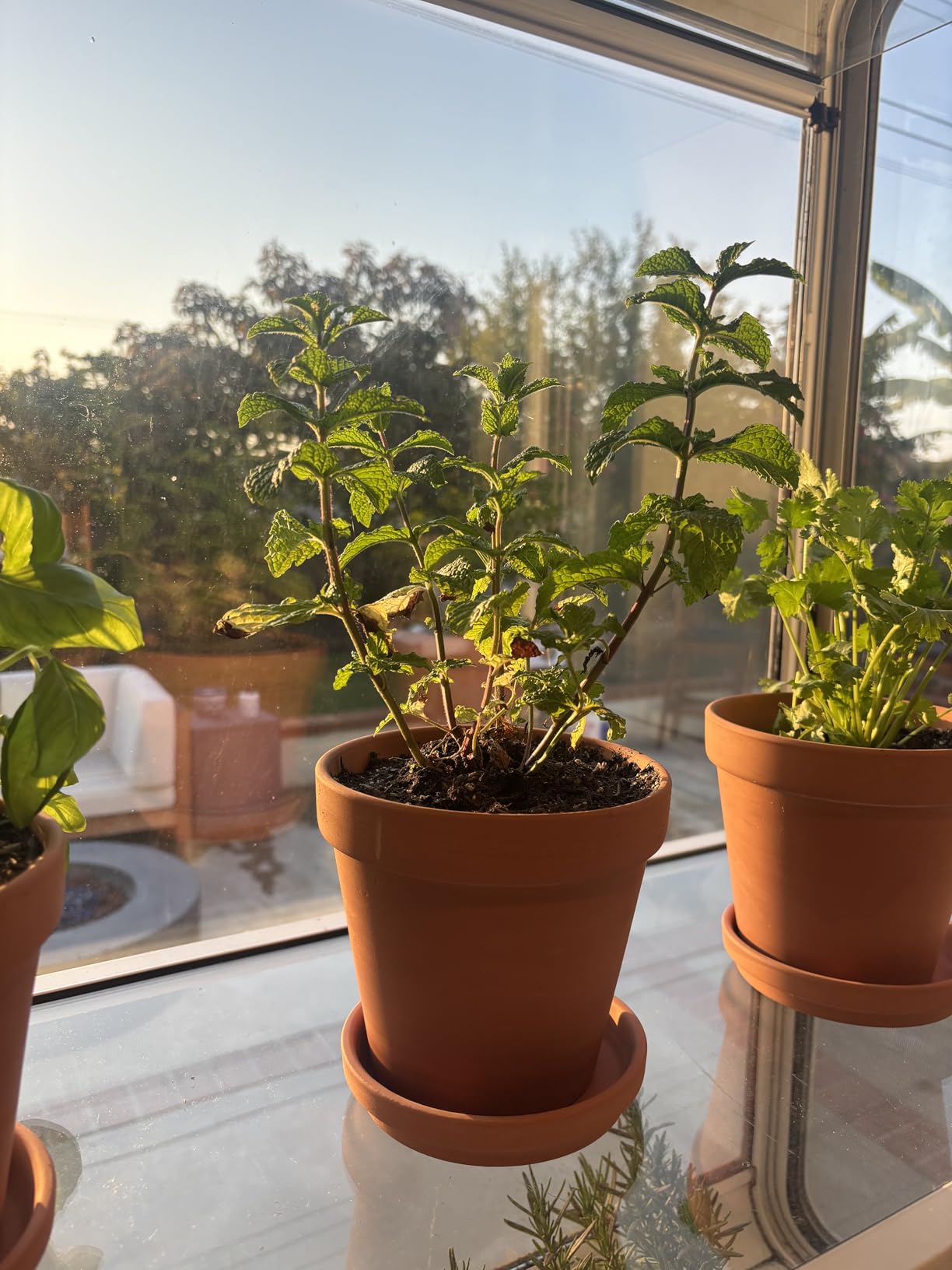 Orceler 6 inch Terracotta & Clay Pots for Plants with Saucer, Medium Terra Cotta Plant Pots with Drainage Hole, Flowerpot with Tray, Terracotta Pot for Indoor Outdoor Plant - Pack of 4 Planters - Customer Photo 2