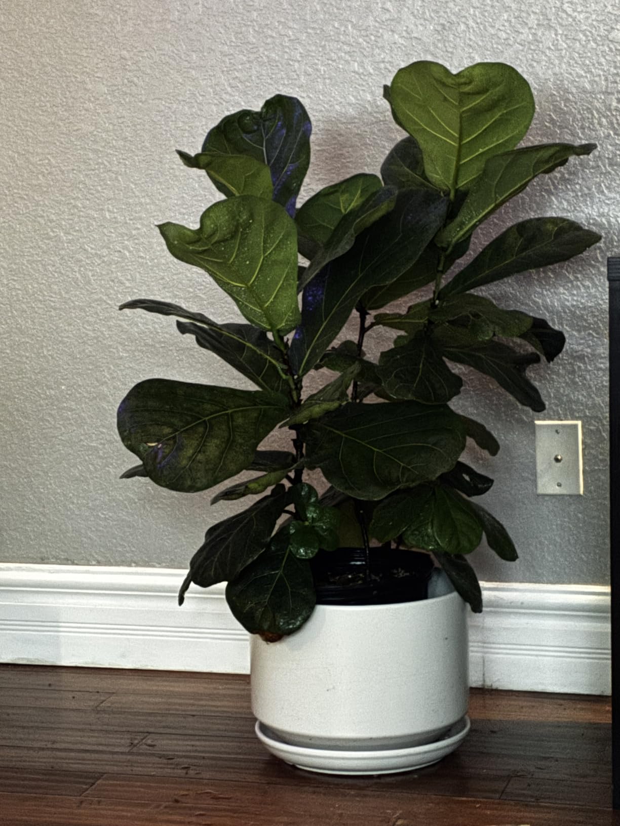 LE TAUCI 12 Inch Pots for Plants, Ceramic Plant Pots with Drainage Holes and Saucers, Elegant and Durable Large Plant Pot, Perfect for Home & Office Decor, White - Customer Photo 2