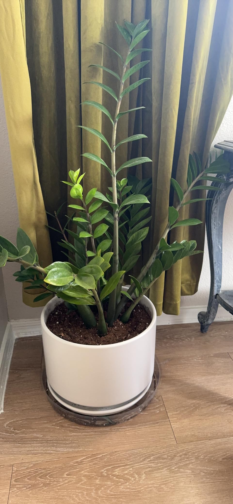 LE TAUCI 12 Inch Pots for Plants, Ceramic Plant Pots with Drainage Holes and Saucers, Elegant and Durable Large Plant Pot, Perfect for Home & Office Decor, White - Customer Photo 4