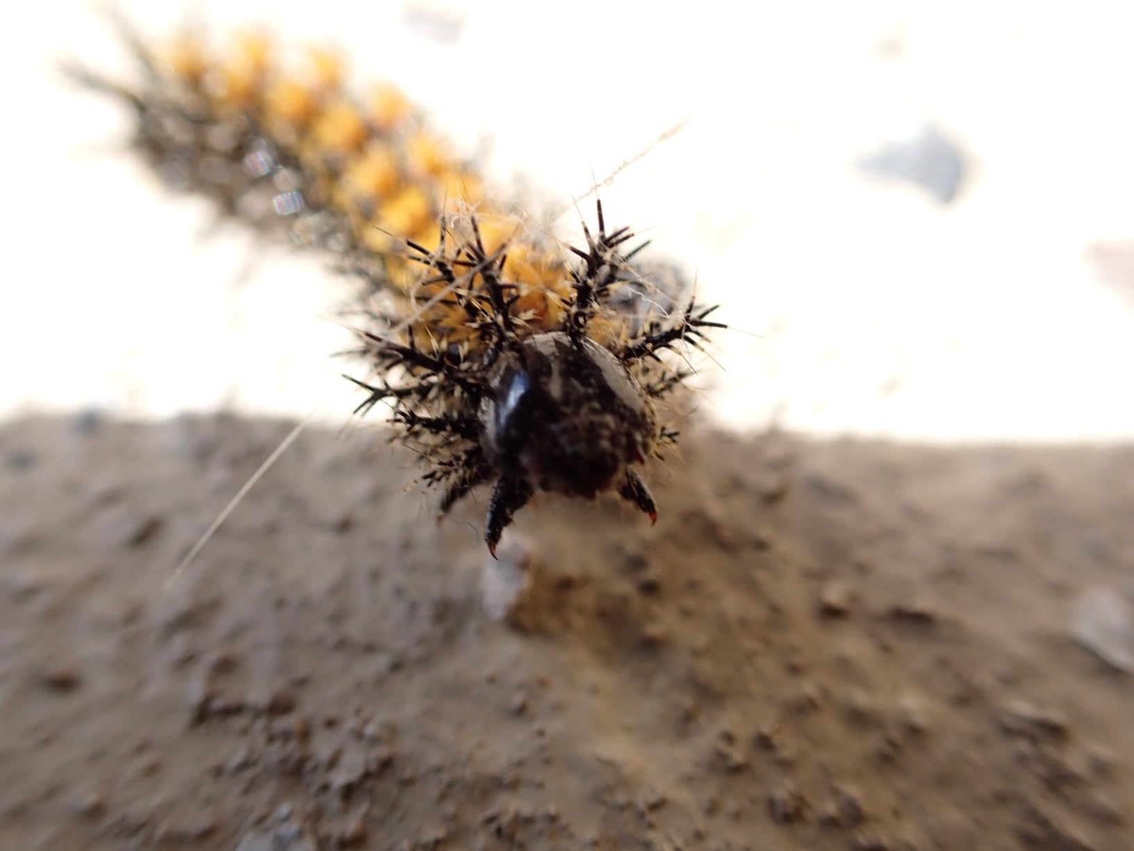 OM System OLYMPUS Tough TG-7 Red Underwater Camera, Waterproof, Freeze Proof, High Resolution Bright, 4K Video 44x Macro Shooting (Successor Olympus TG-6) - Customer Photo 3